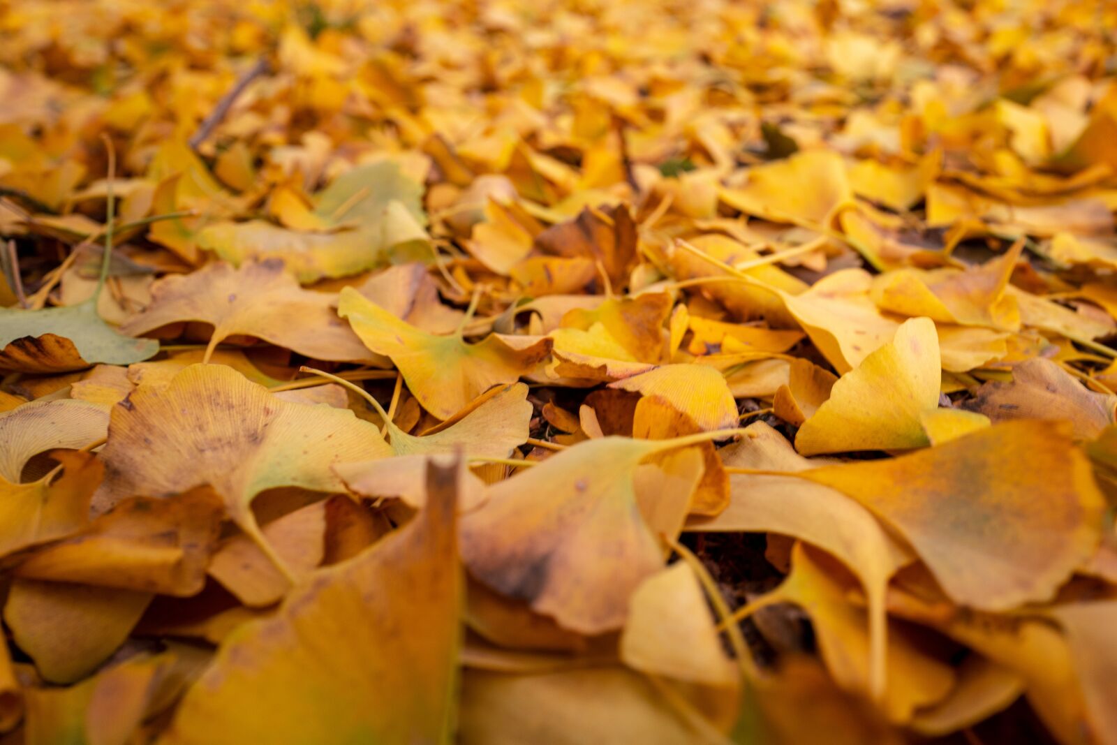 Leica Q (Typ 116) sample photo. Leaves, autumn, yellow photography