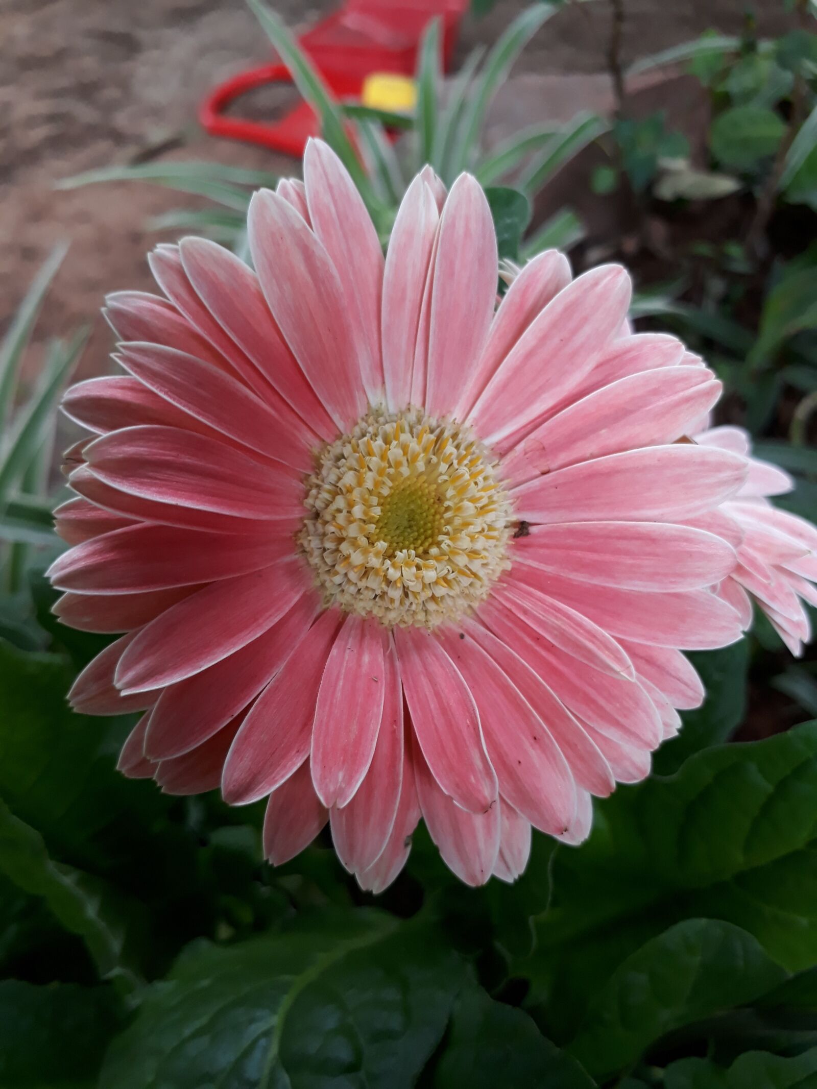 Samsung Galaxy J5 Prime sample photo. Flower, yerbera, plants photography