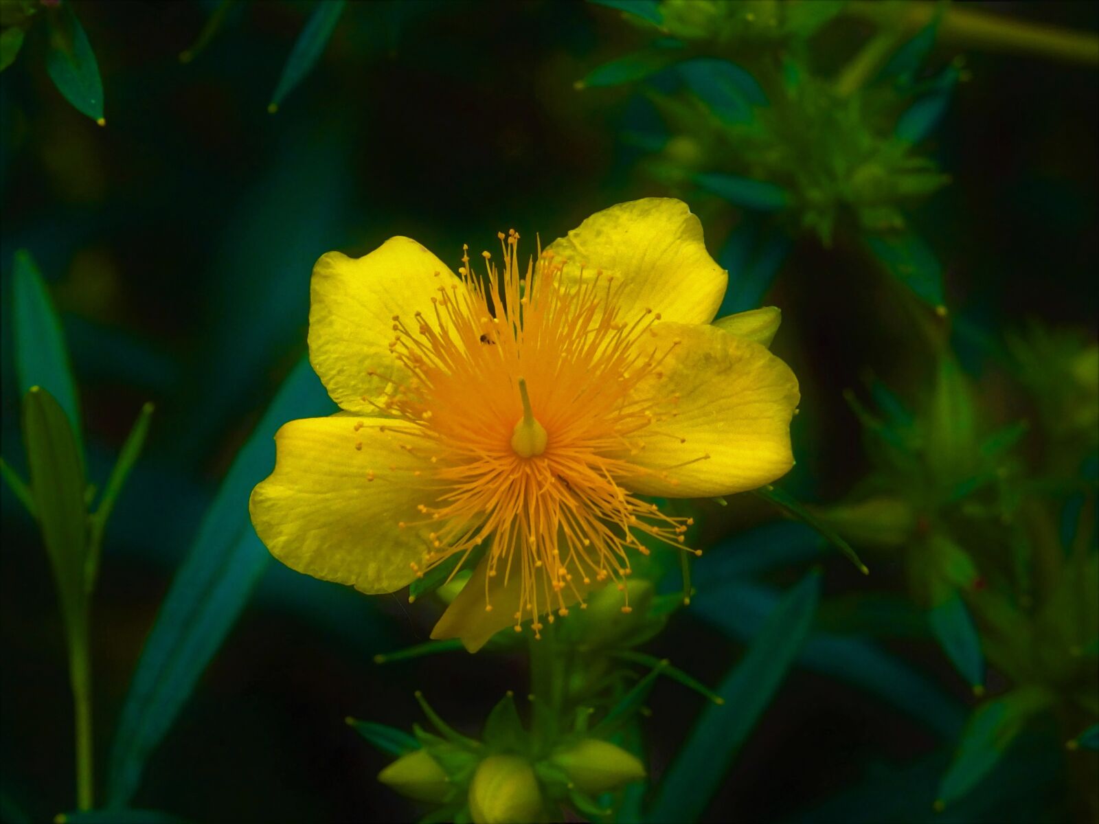 Sony DSC-HX60 sample photo. Flower, yellow, beauty photography