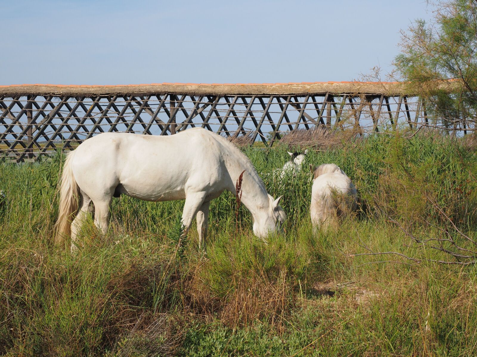 Olympus OM-D E-M1 + Olympus M.Zuiko Digital ED 12-40mm F2.8 Pro sample photo. Horses, wild horses, white photography