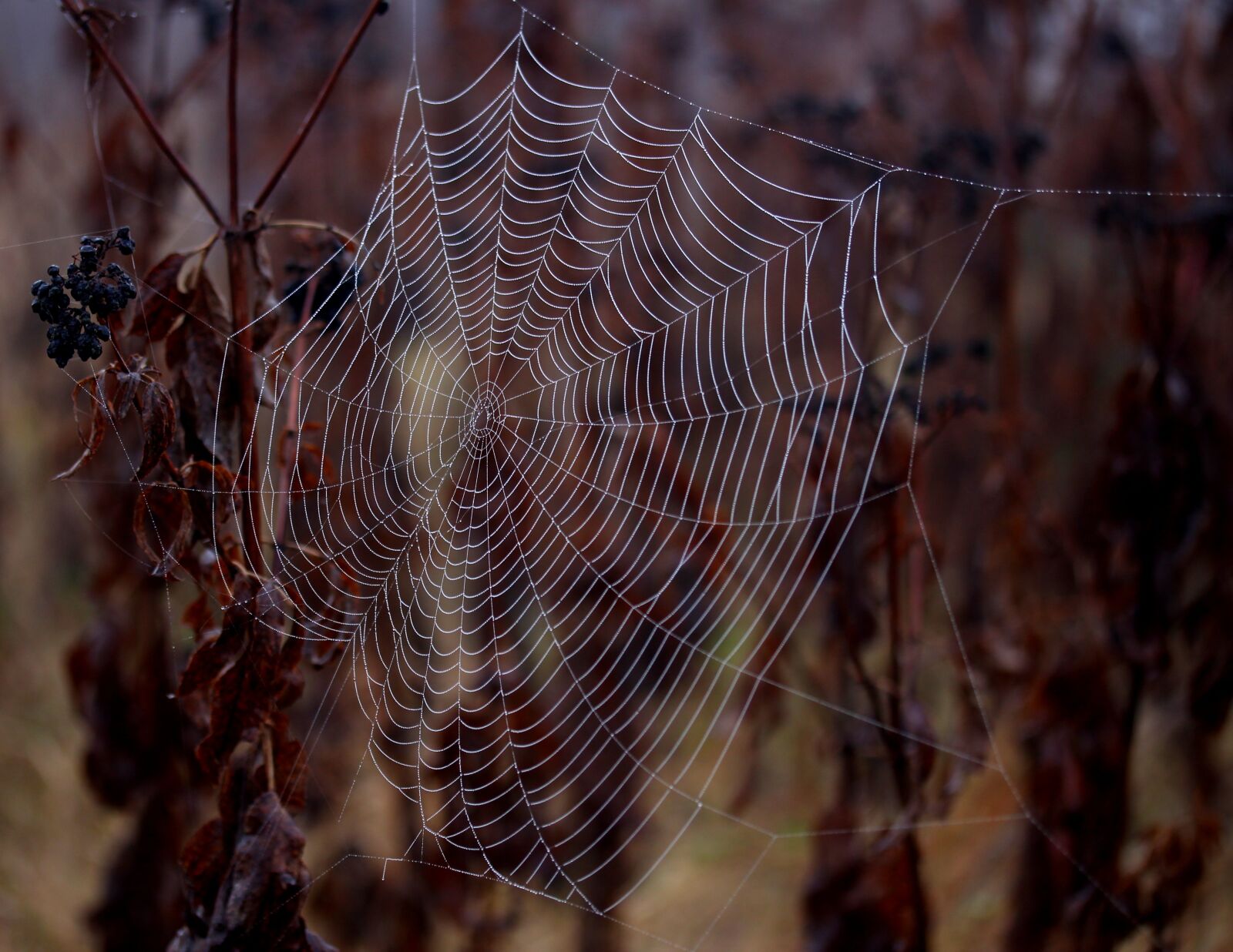 Canon EF-S 60mm F2.8 Macro USM sample photo. Spider web, wet, hooked photography