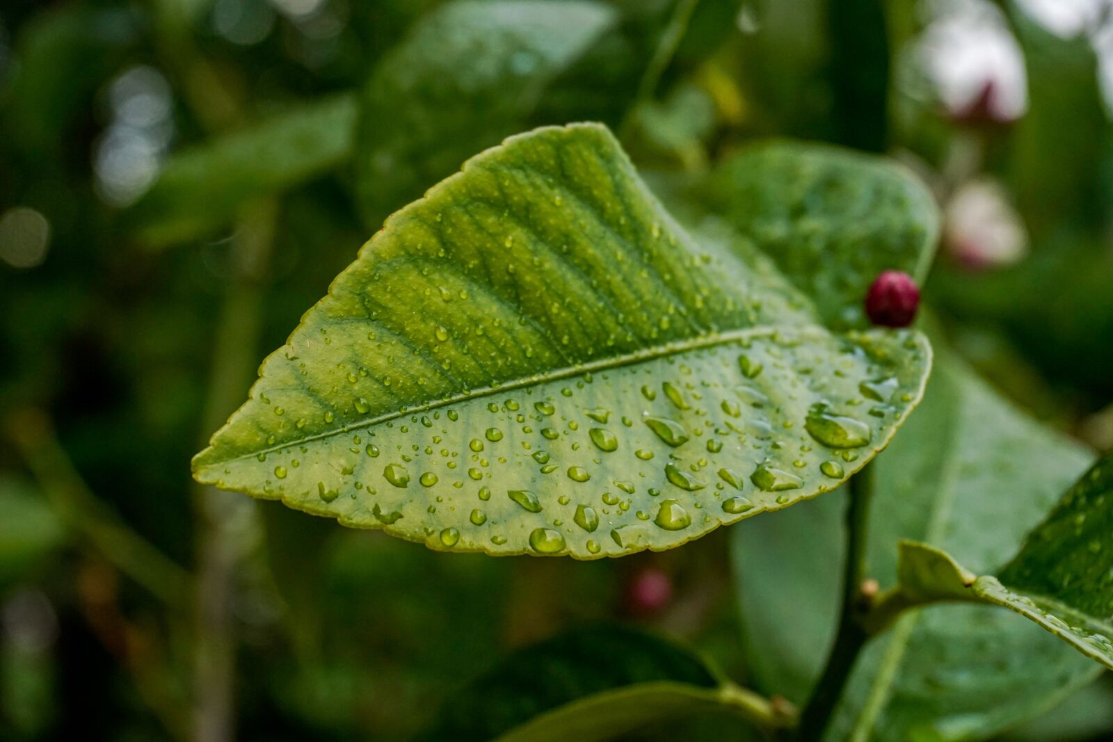 Sony a6000 sample photo. Leaf, wet, rain photography