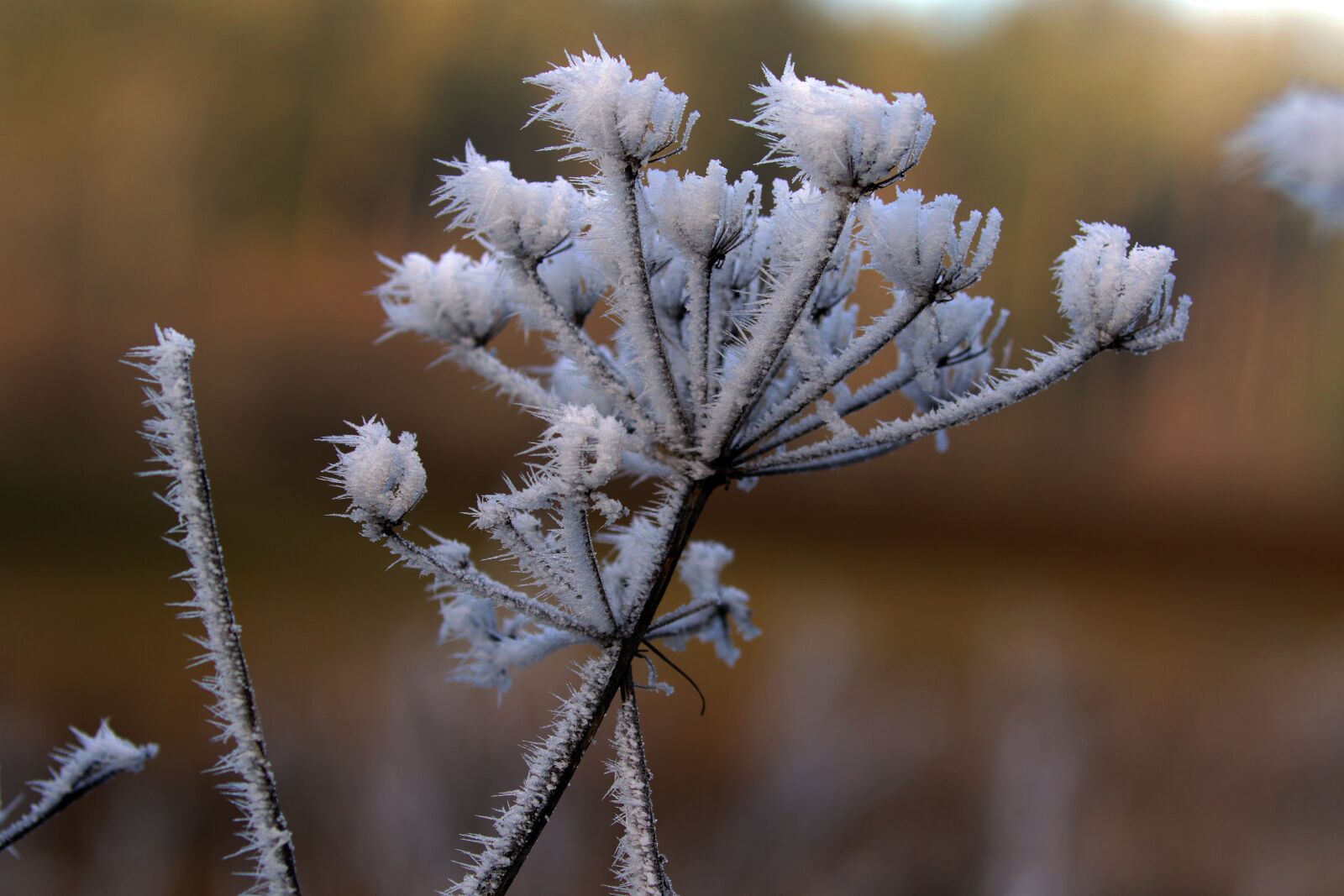 Canon EOS 7D Mark II sample photo. Plant, icy, trees photography
