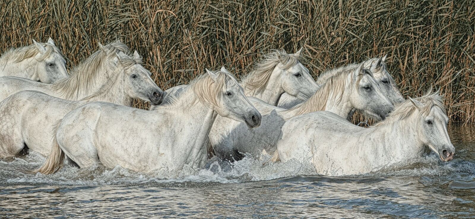 Nikon D7000 sample photo. Horses, mane, mare photography