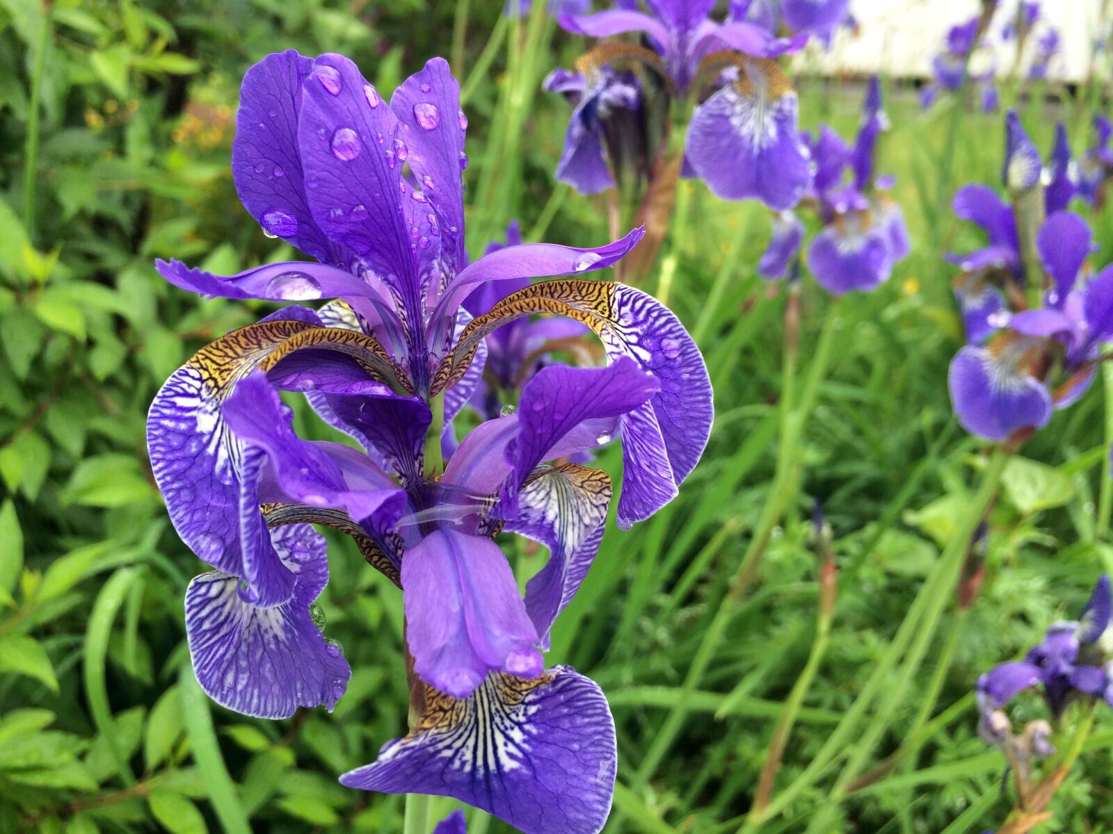iPhone 5s back camera 4.15mm f/2.2 sample photo. Flower, iris, nature photography