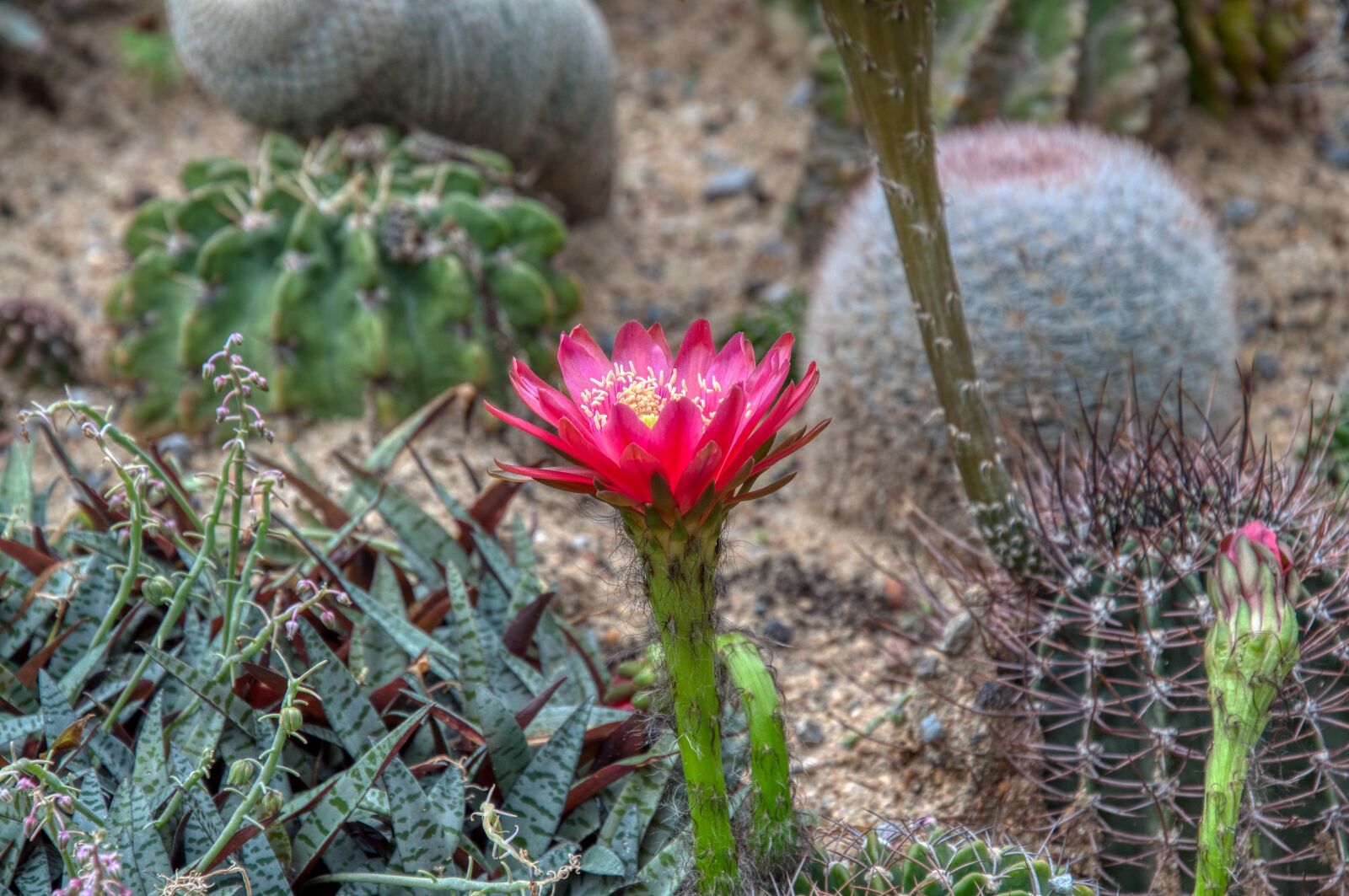 Nikon D5000 sample photo. Cactus blossom, cactus, desert photography