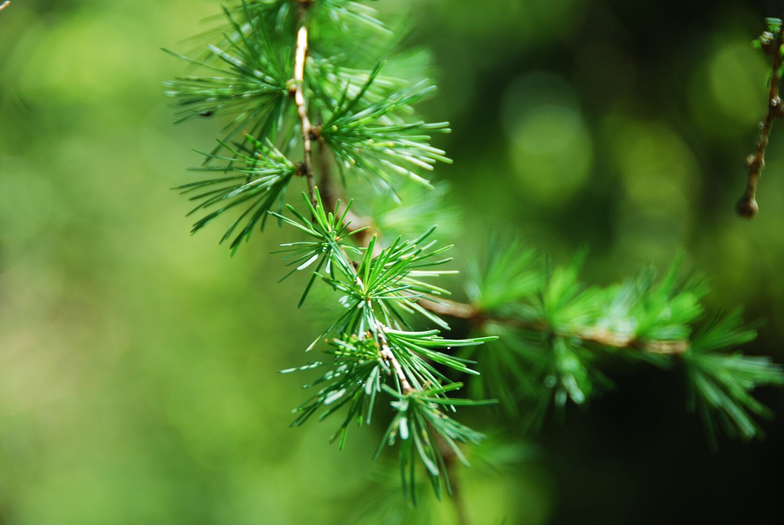 Nikon D80 sample photo. Larch, needles, close up photography
