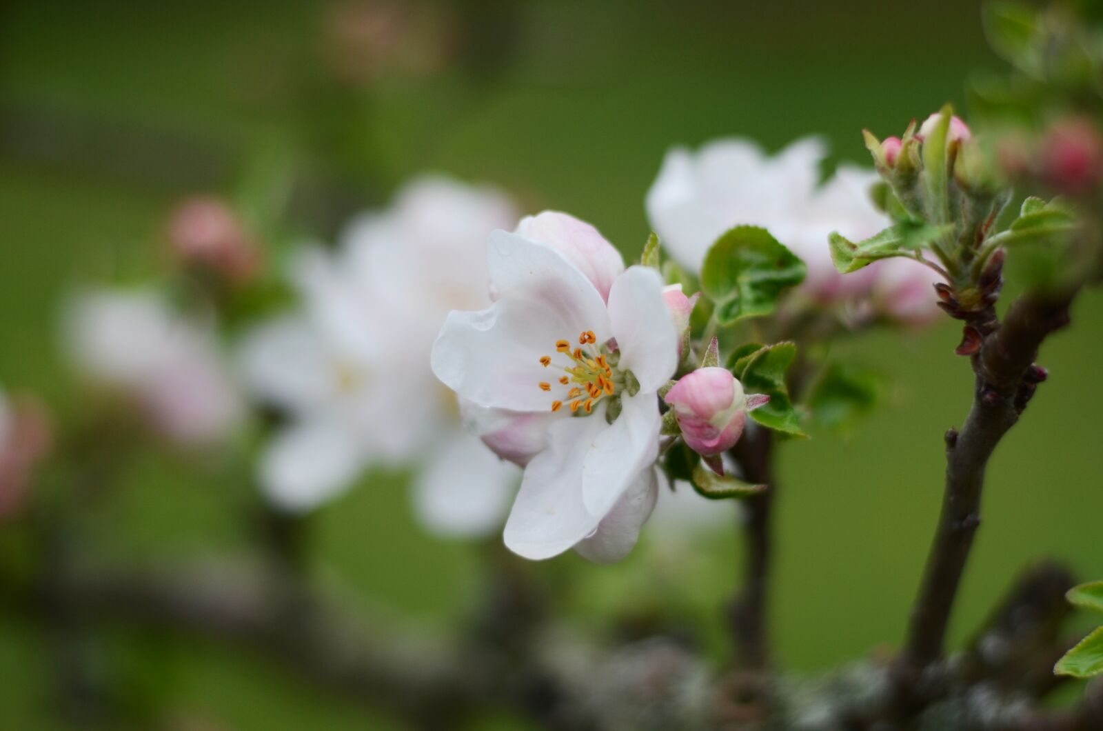 Nikon D5100 sample photo. Cherry, blossom, blooming photography