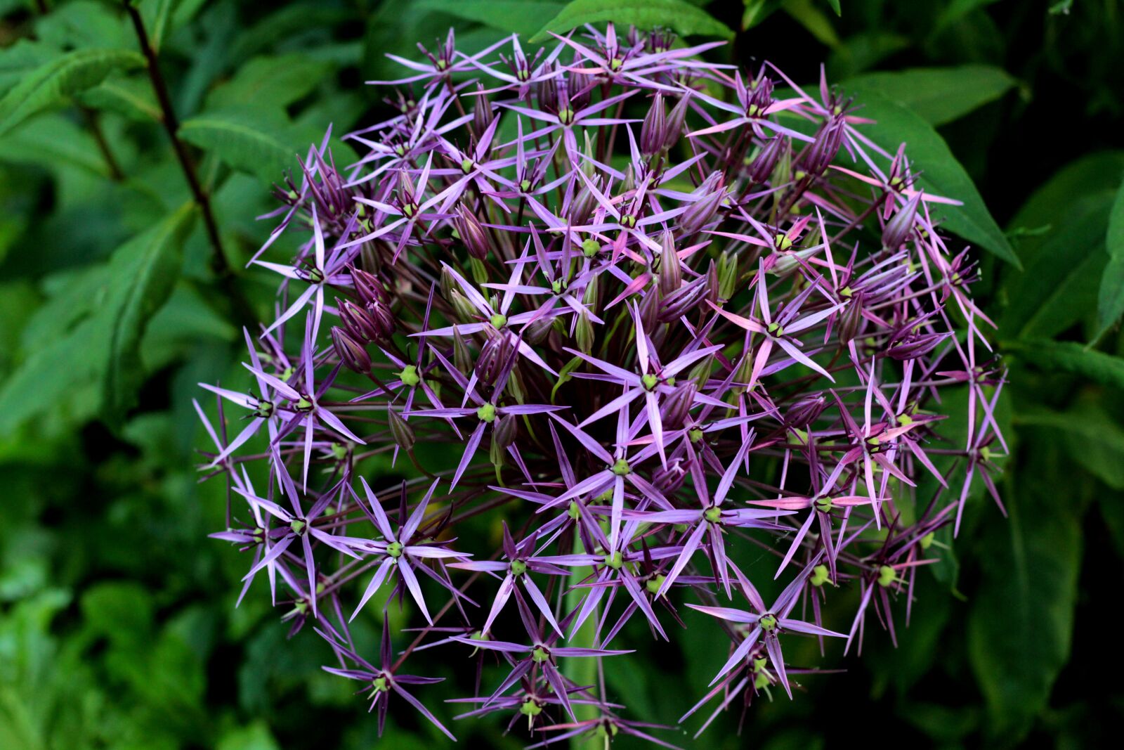 Canon EOS 600D (Rebel EOS T3i / EOS Kiss X5) + Canon EF 50mm F1.8 STM sample photo. Allium christophii, ornamental onion photography