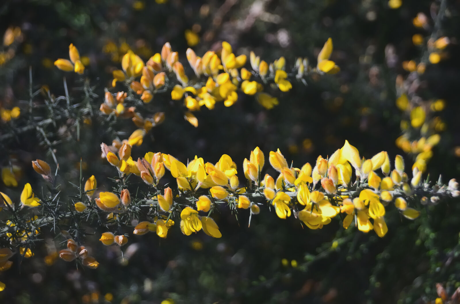 Nikon D5100 + Sigma 18-250mm F3.5-6.3 DC Macro OS HSM sample photo. Arbustes, botanique, fleurs, fleurs photography