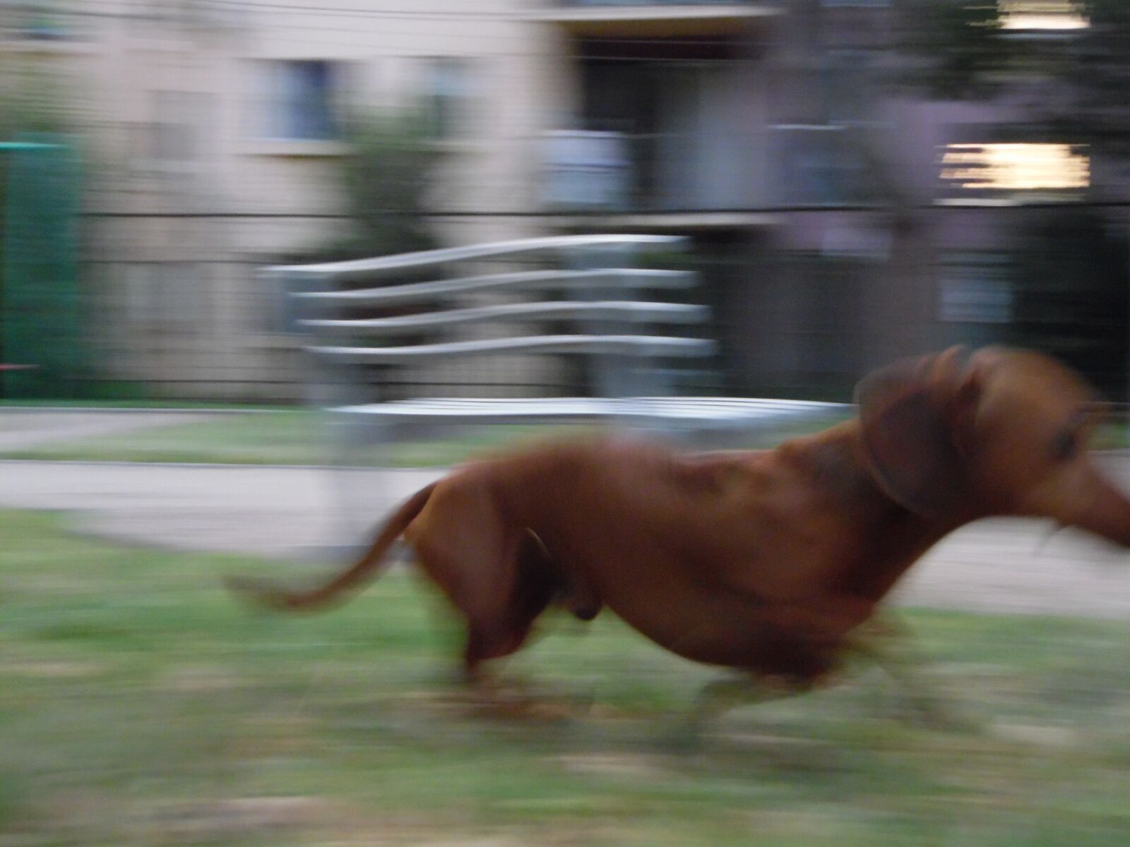 Samsung WB1100F/WB1101F/WB1102F sample photo. Dog, running, pet photography