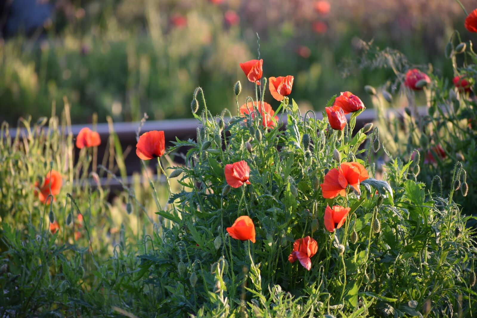 Nikon D3300 sample photo. Red poppys, near railway photography