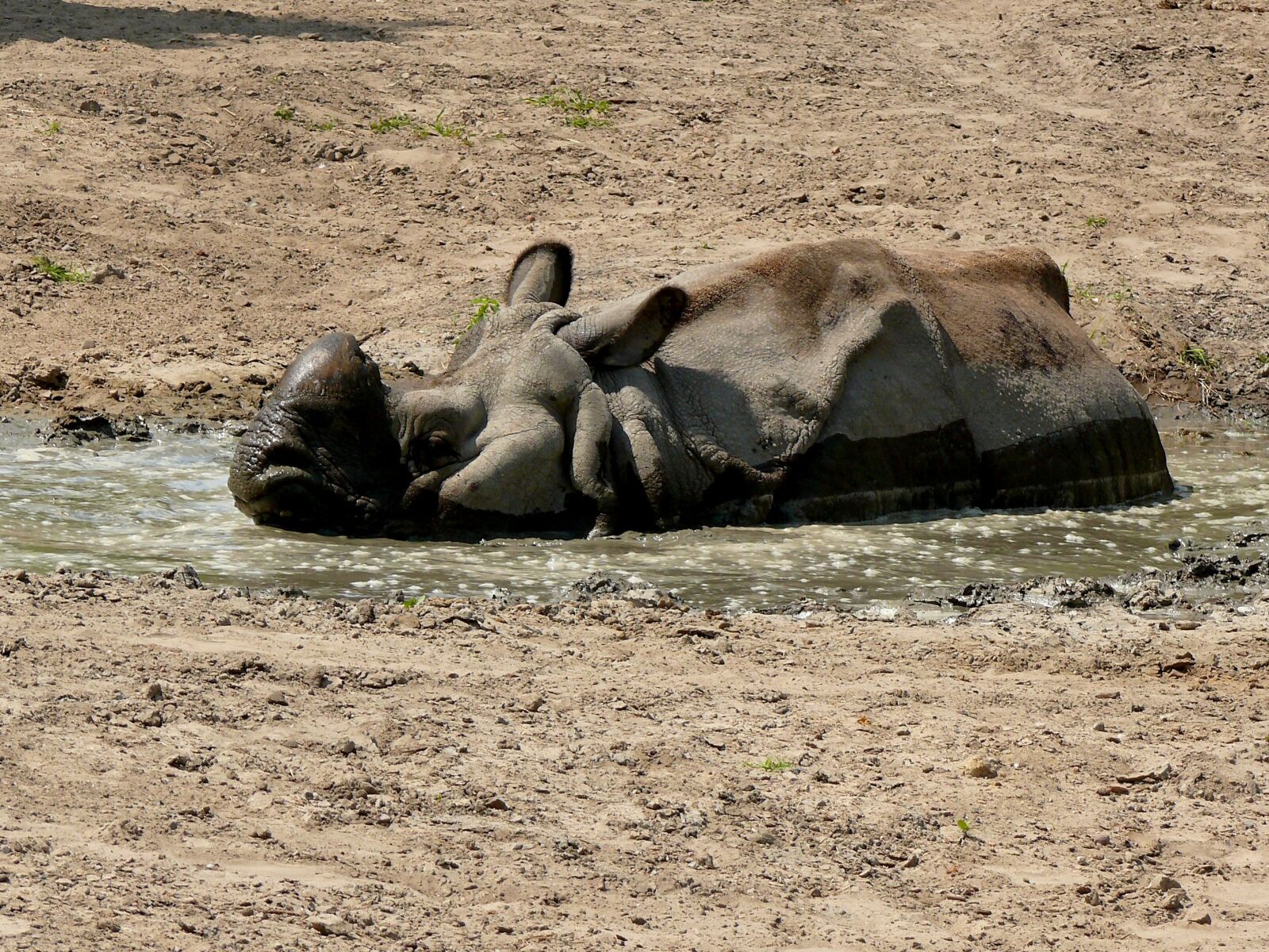 Panasonic DMC-FZ50 sample photo. Rhino, big animal, savanna photography