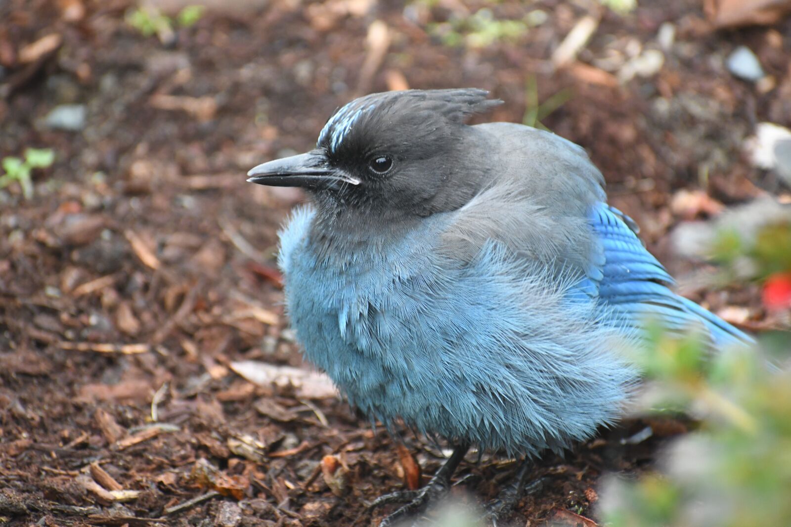 Nikon D500 sample photo. Bluejay, bird, blue feathers photography