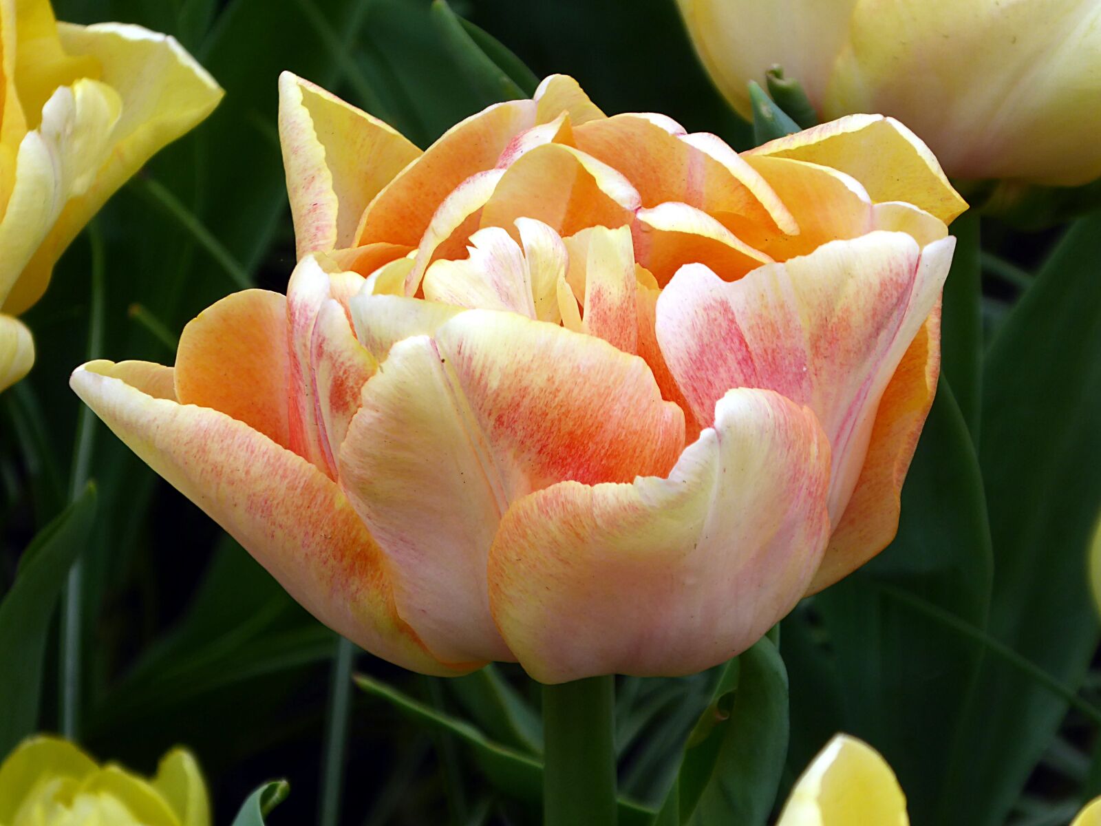 Panasonic Lumix DMC-ZS50 (Lumix DMC-TZ70) sample photo. Tulip, lily, orange photography