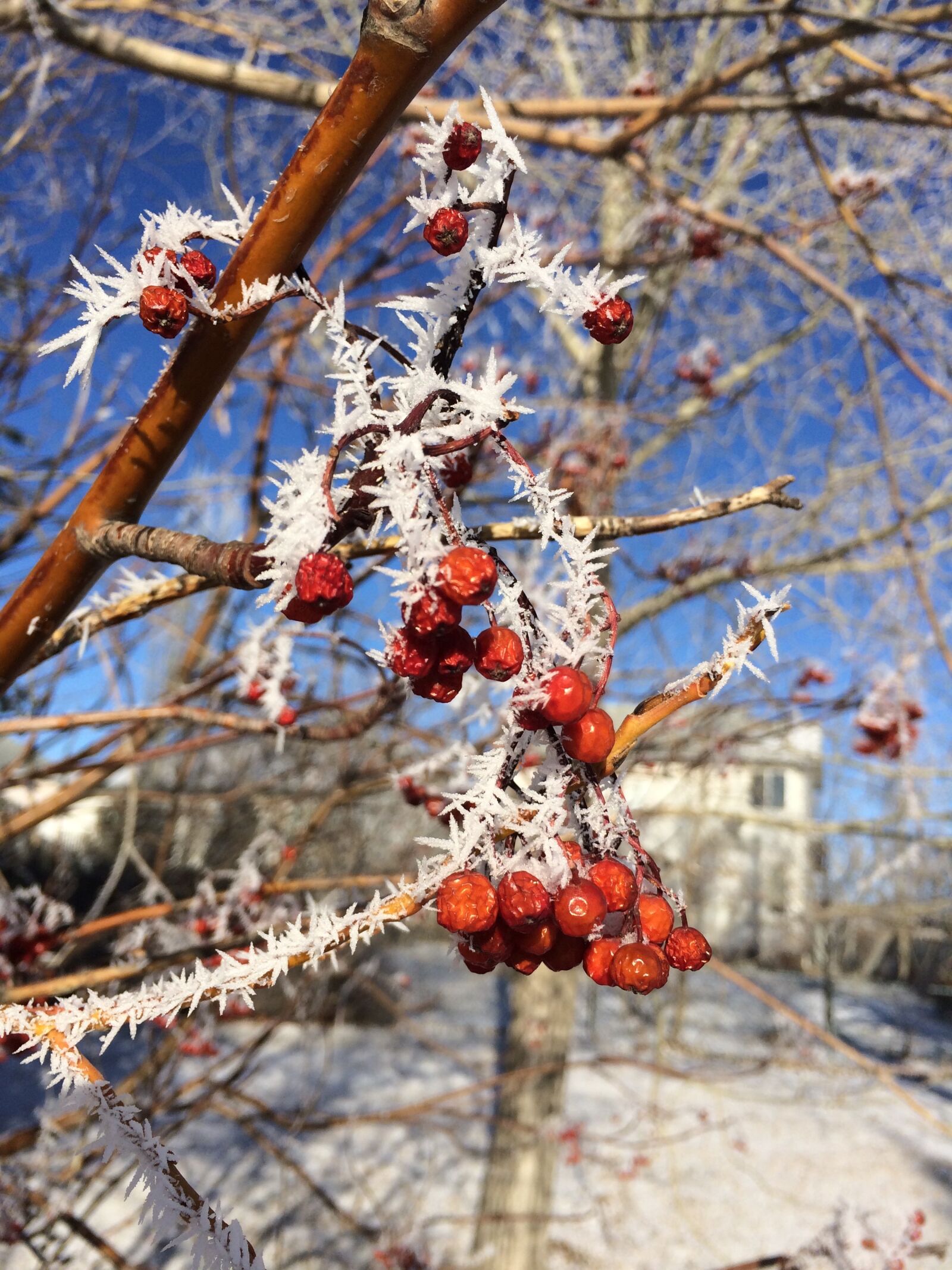 Apple iPhone 5s sample photo. Winter, berries, berry photography
