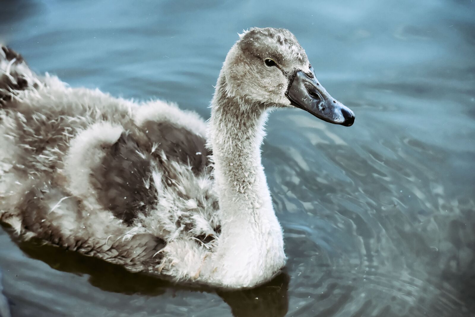 Nikon D7200 sample photo. Swan, young, young animal photography