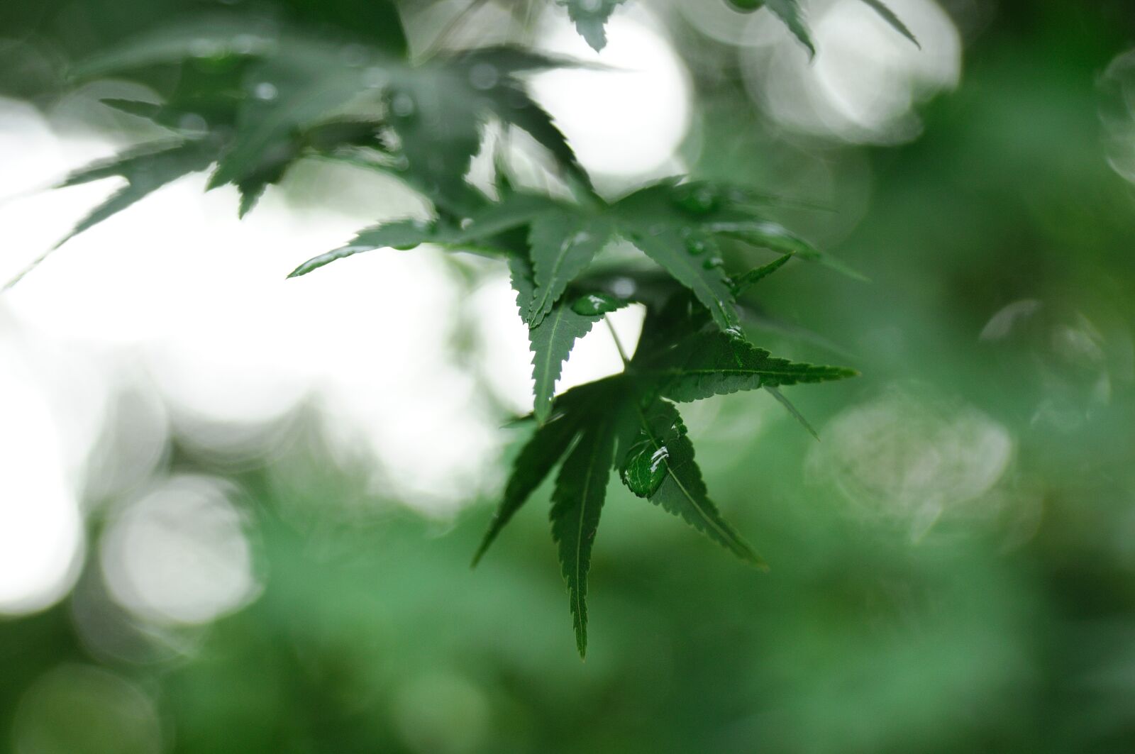 Nikon D300 sample photo. Nature, the leaves, abstract photography