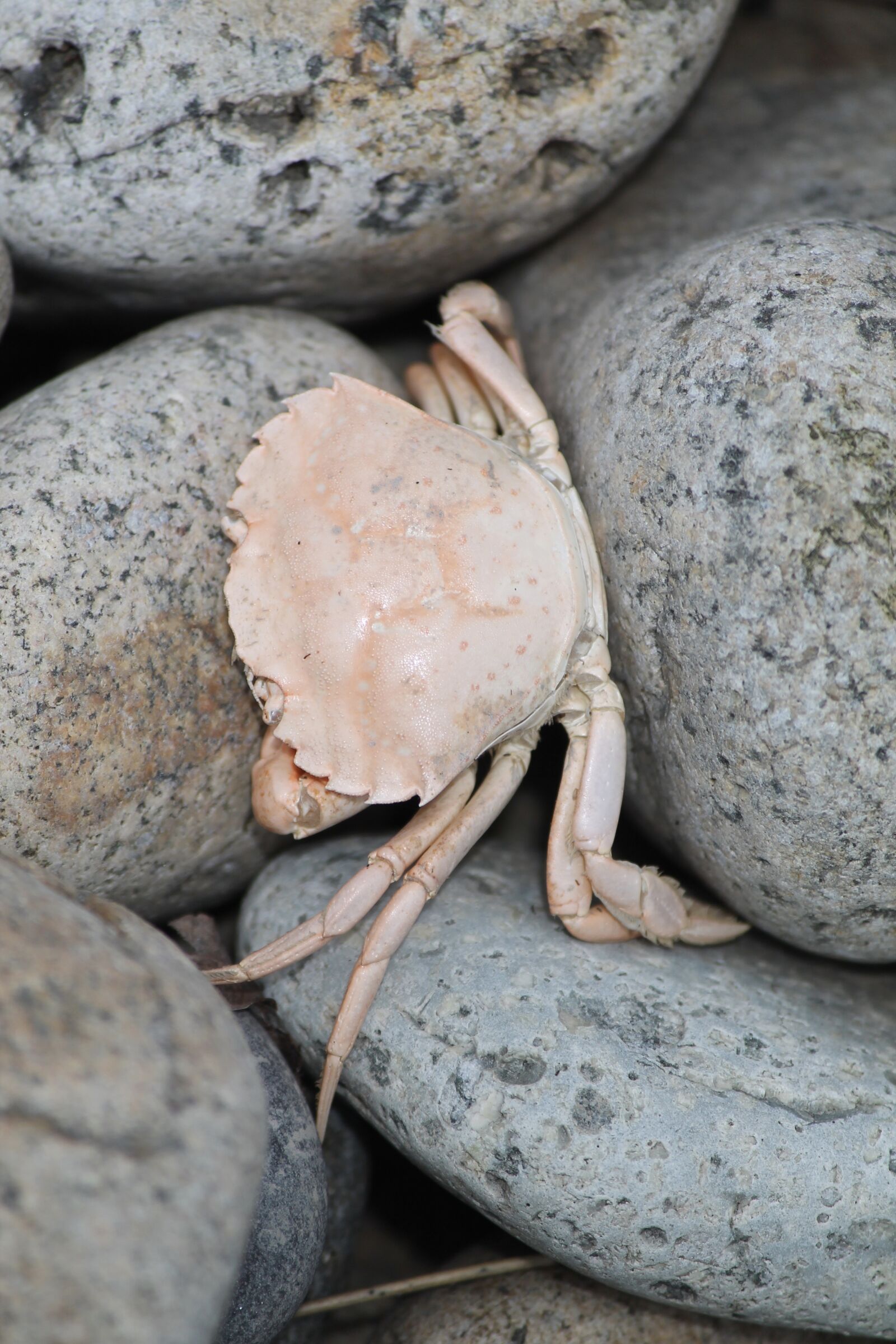 Canon EOS 1100D (EOS Rebel T3 / EOS Kiss X50) + Canon EF-S 55-250mm F4-5.6 IS II sample photo. Crab, rocks, sea photography