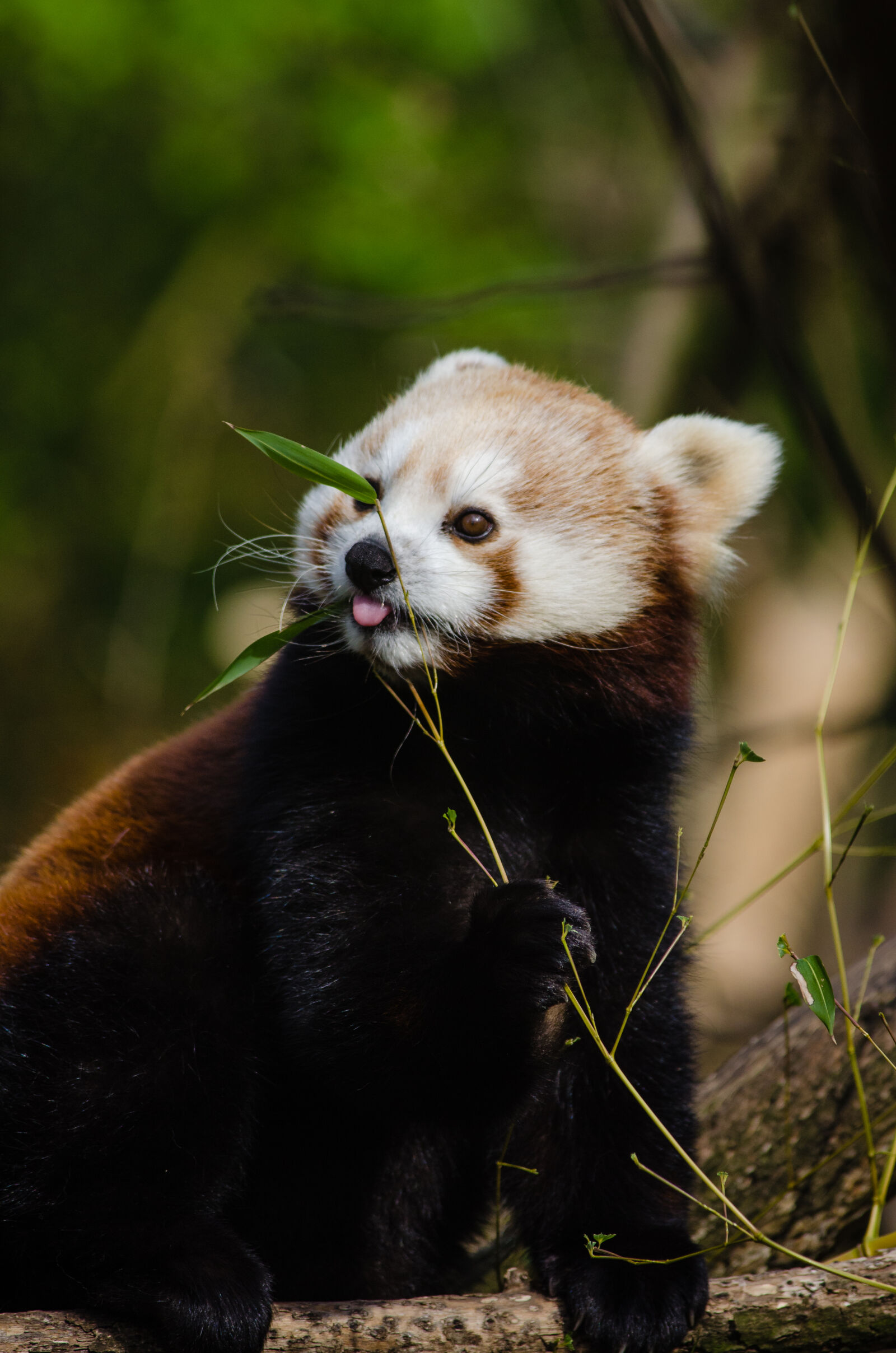 Nikon D7000 + Sigma APO Tele Macro 300mm F4 sample photo