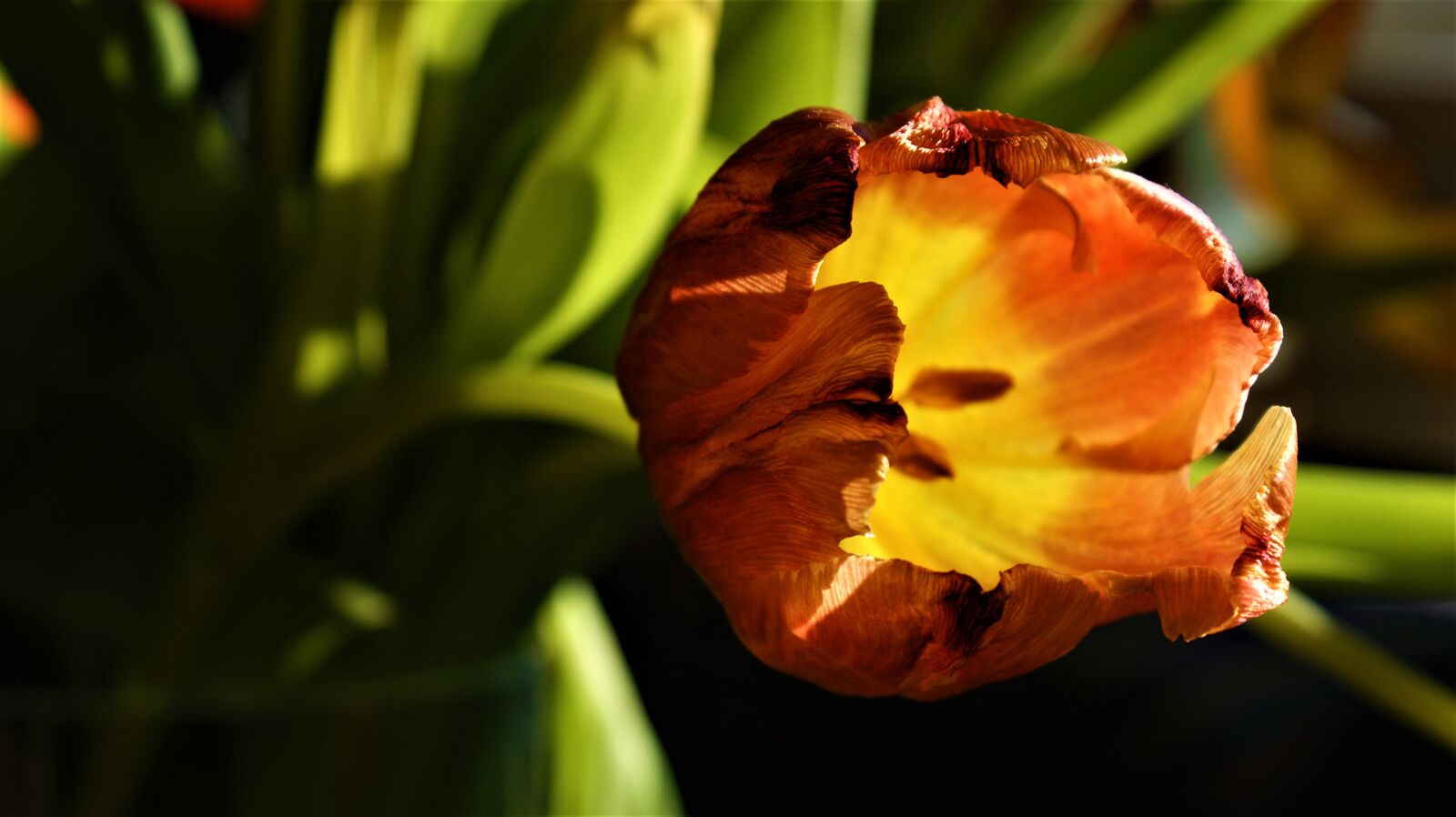 Sony Alpha DSLR-A350 sample photo. Tulips, spring, flowers photography