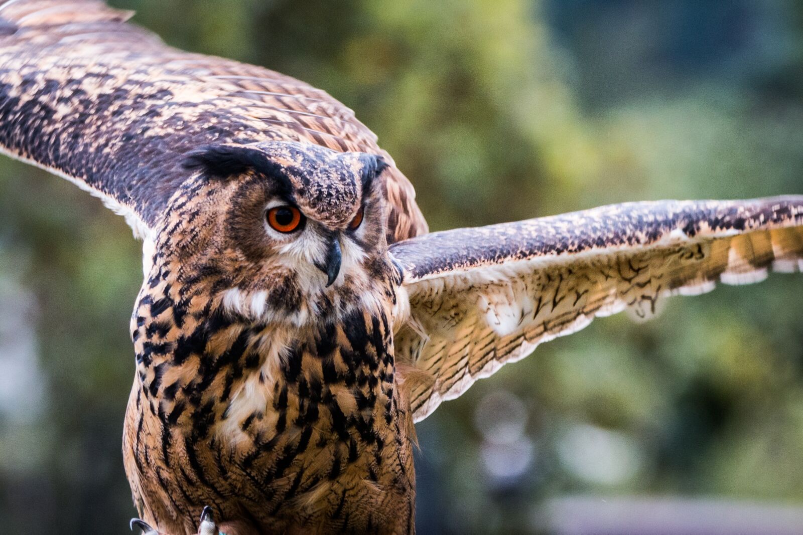 150-600mm F5-6.3 DG OS HSM | Contemporary 015 sample photo. Eagle owl, bubo bubo photography
