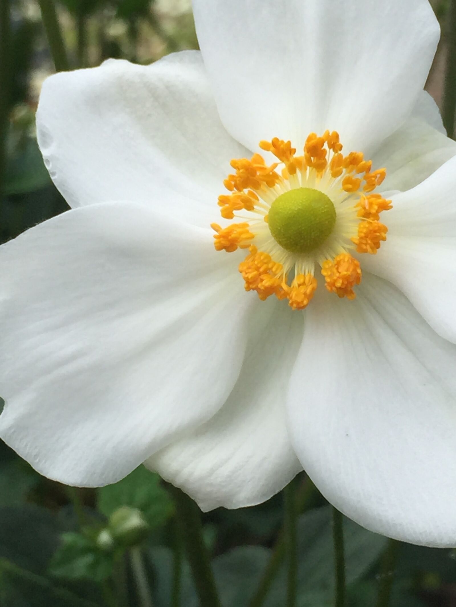 iPhone 6 back camera 4.15mm f/2.2 sample photo. Anemone, japanese anemone, white photography