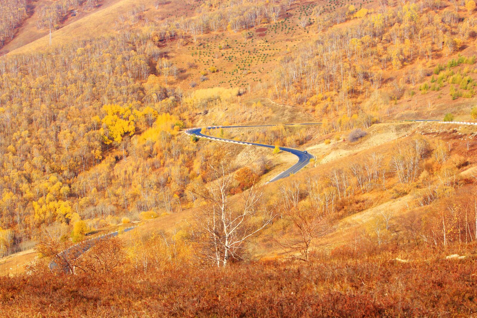 Canon EF 70-200mm F2.8L IS USM sample photo. Autumn, tree, the scenery photography