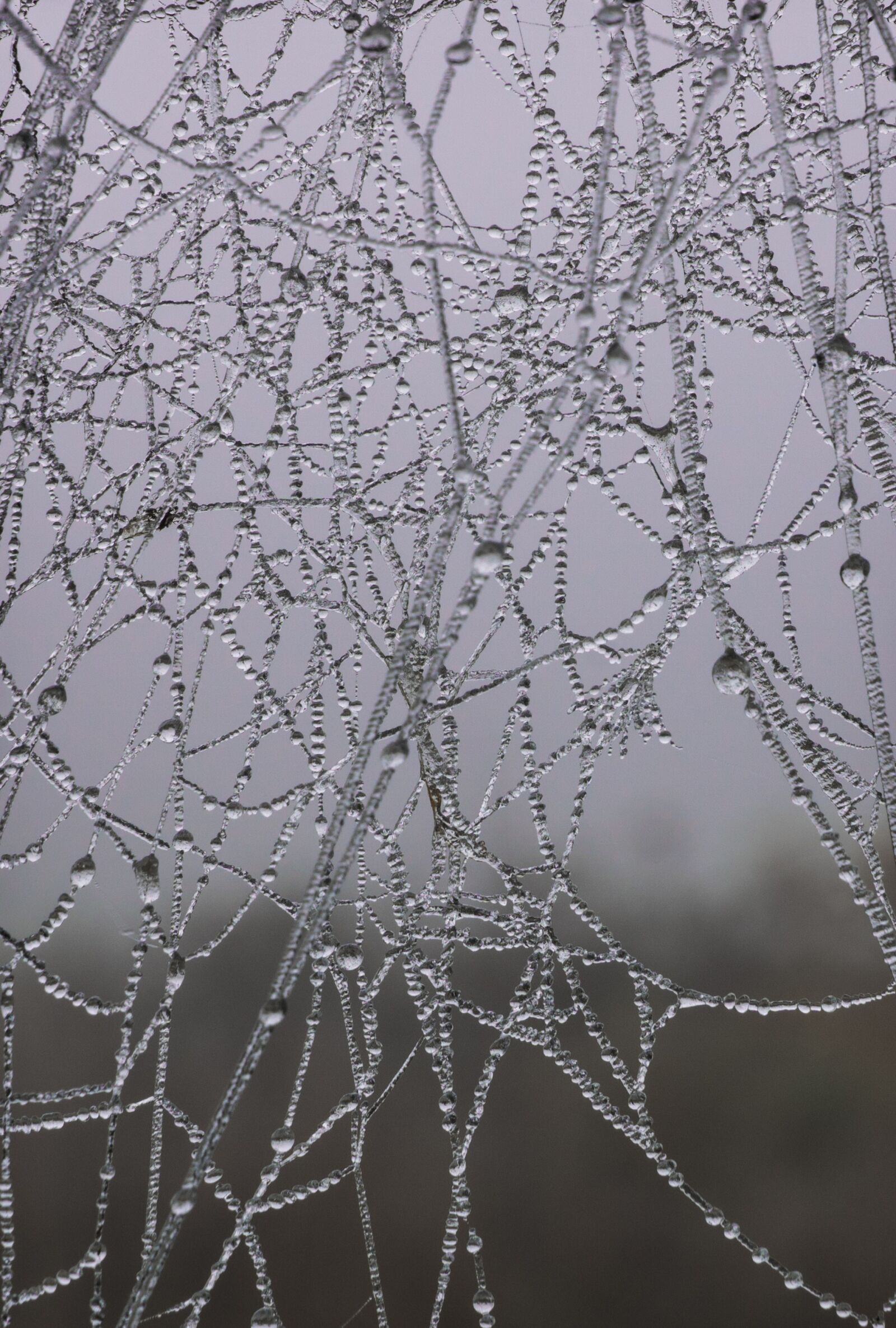 Sony DT 16-50mm F2.8 SSM sample photo. Nature, spiders, web photography