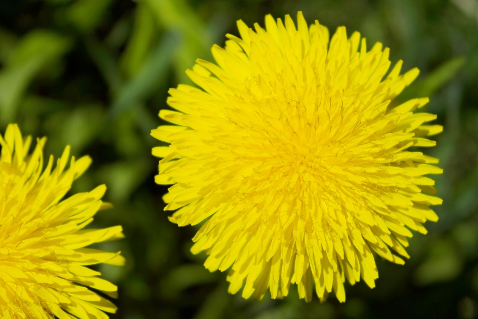 Samsung NX1000 sample photo. Dandelion, may, plant photography