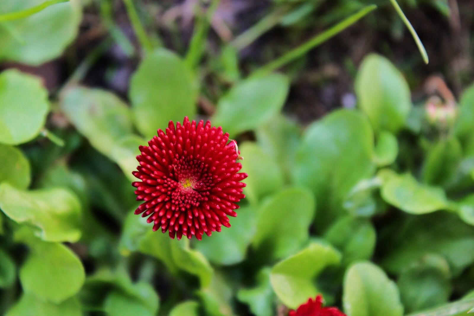 Canon EOS 1300D (EOS Rebel T6 / EOS Kiss X80) sample photo. Daisy, red daisy, pink photography