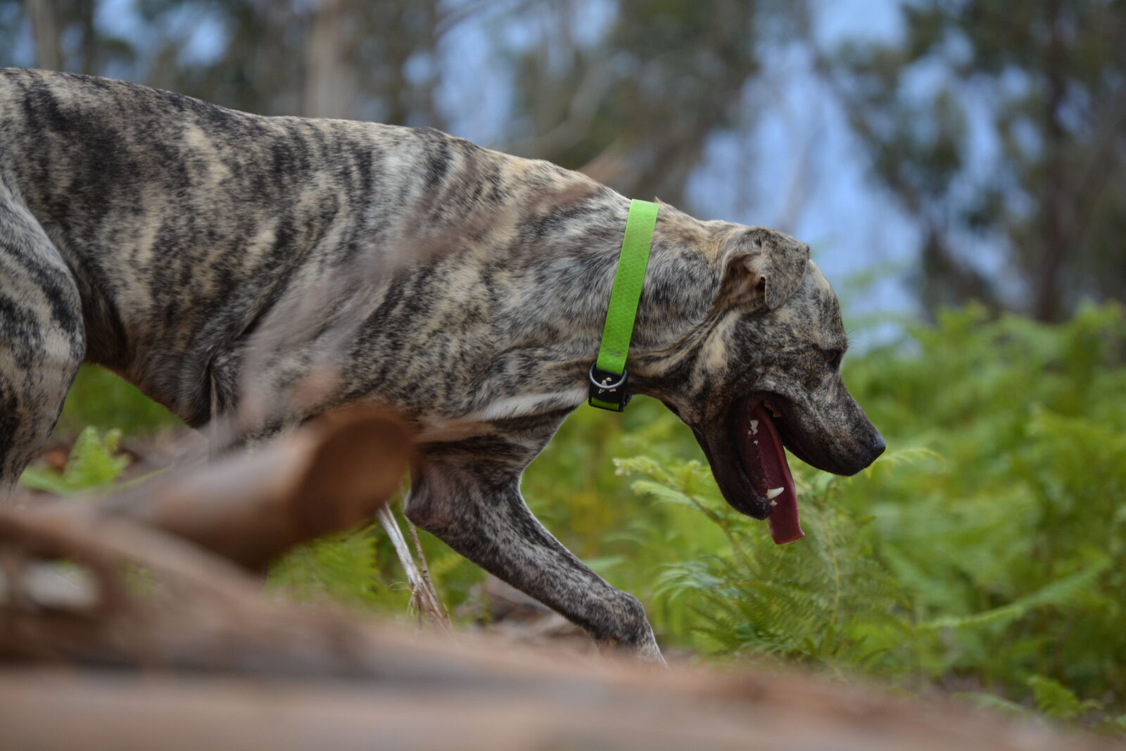Nikon D5200 sample photo