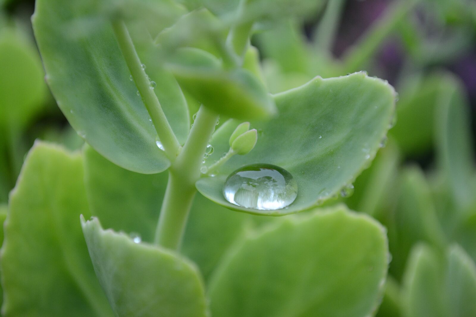 Nikon D5200 sample photo. Raindrop, macro, water photography