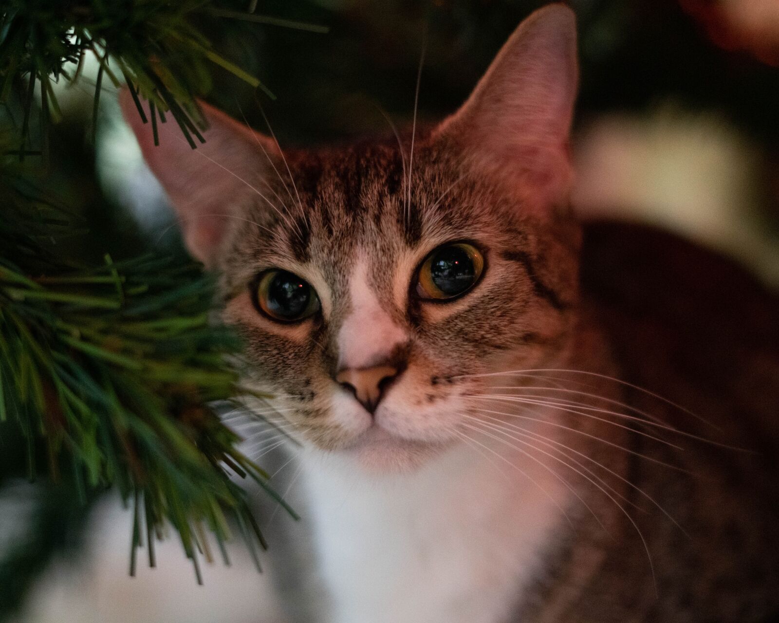 Sony FE 50mm F1.8 sample photo. Cat, kitten, christmas photography