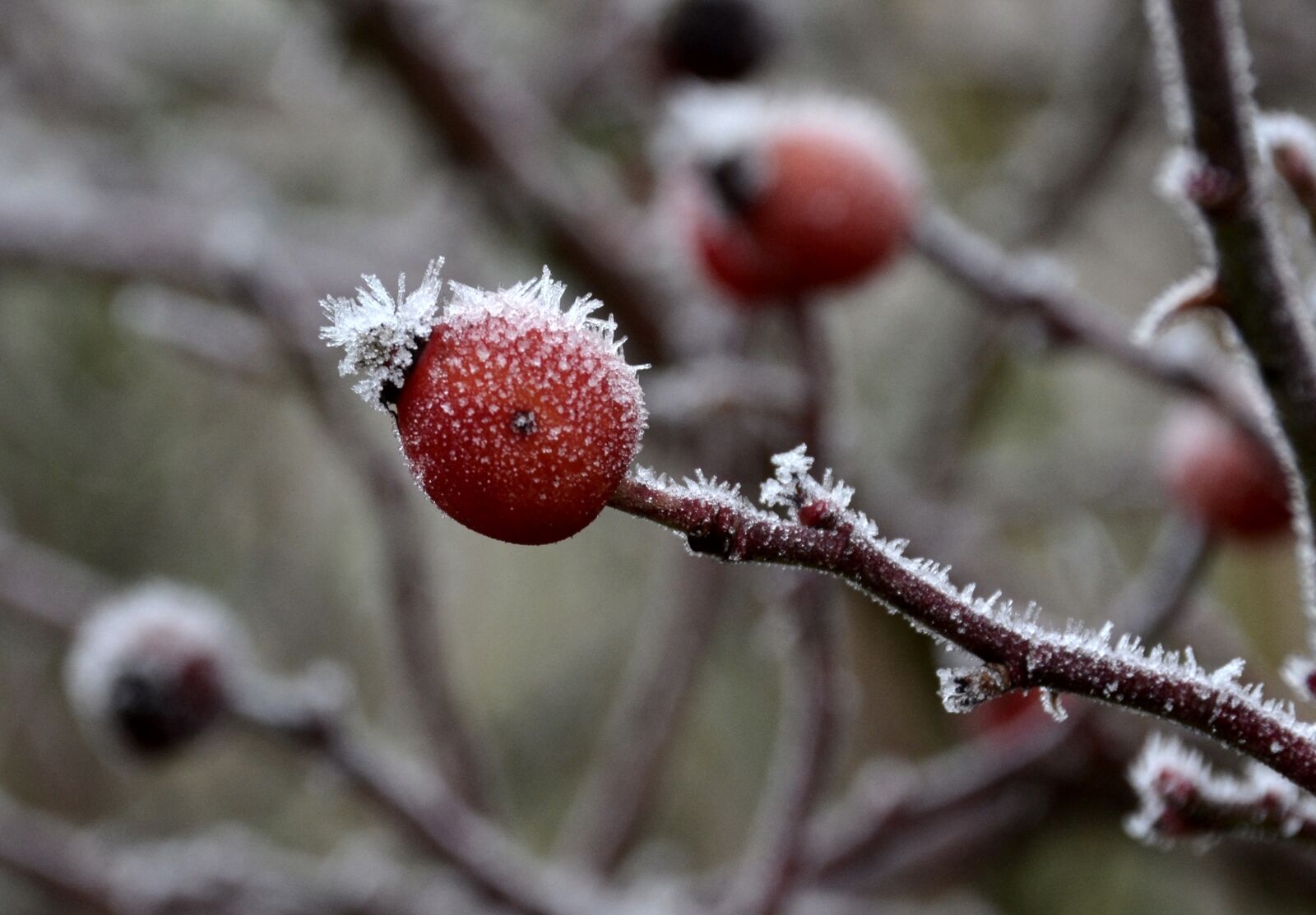 Nikon D5100 sample photo. Frost, rose hip, winter photography