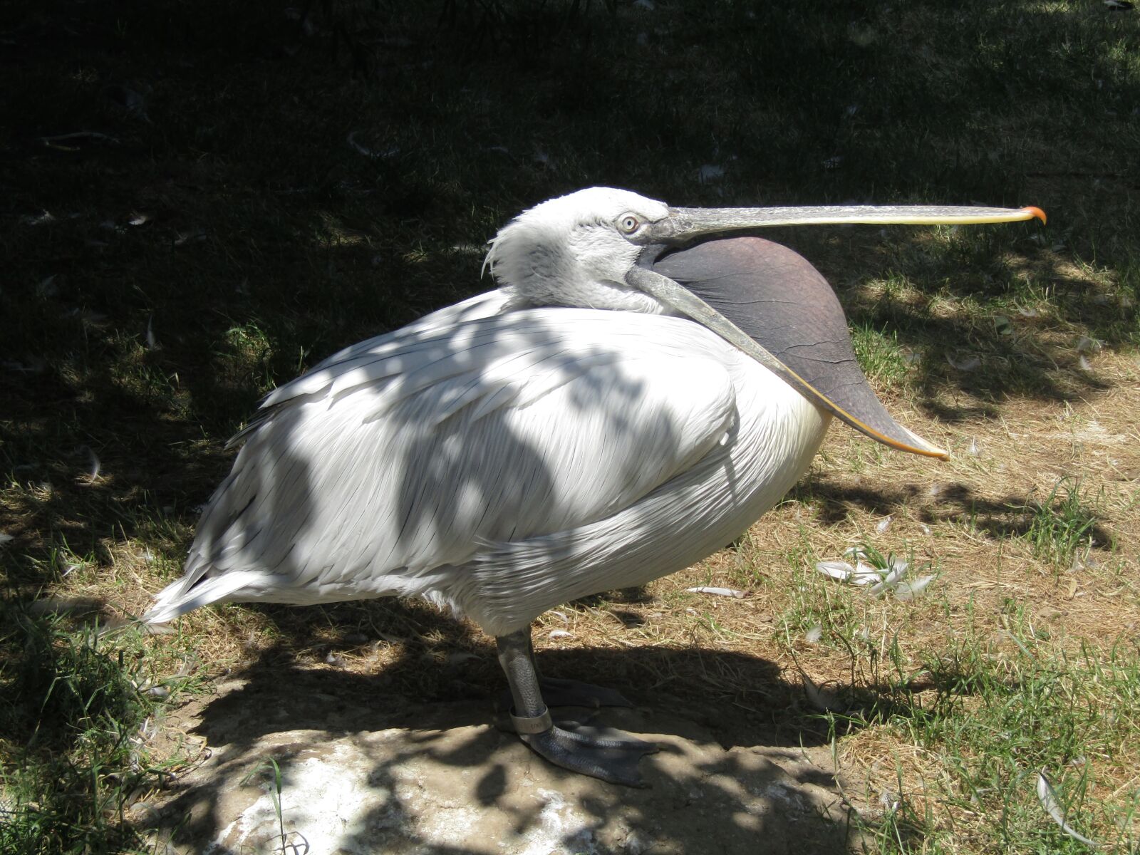 Canon PowerShot SX410 IS sample photo. Pelican, beak, zoo photography