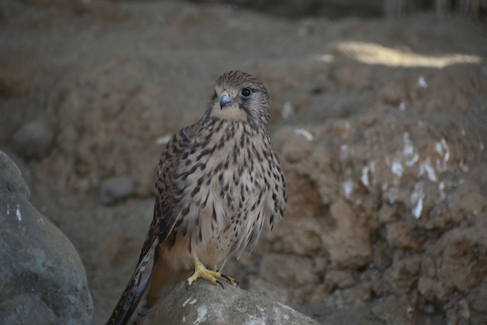 Nikon D7200 sample photo. Animal, bird, wild birds photography
