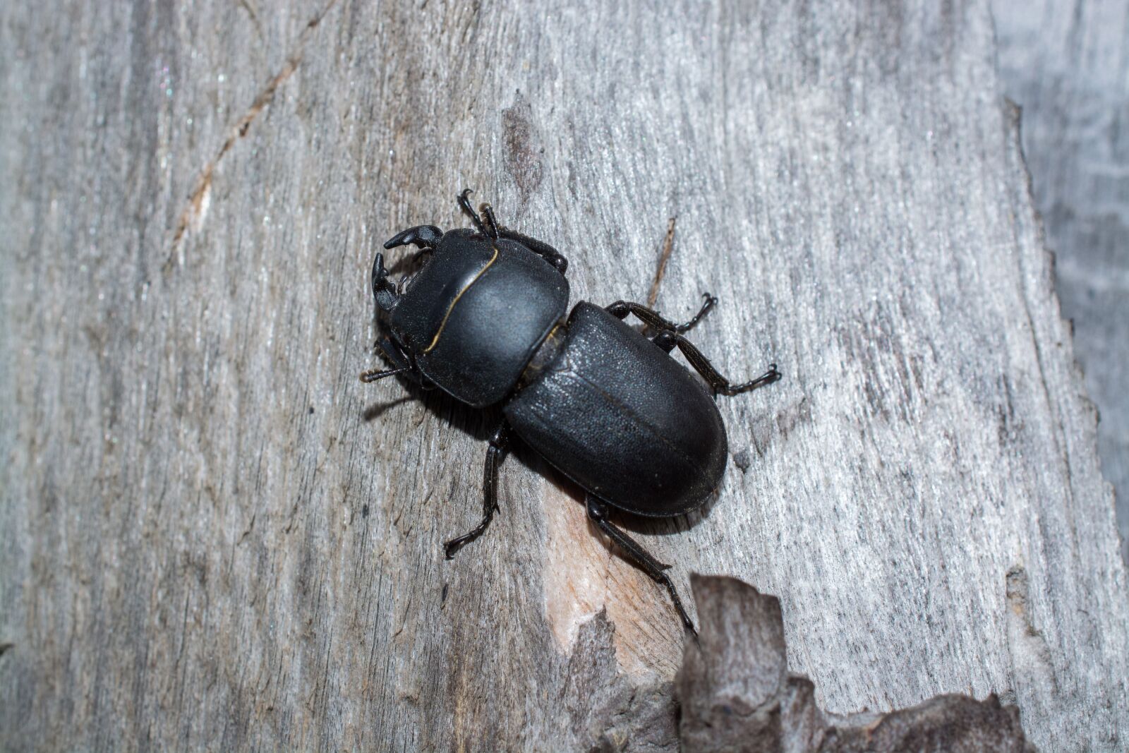 Nikon D5200 sample photo. Beetle, insect, macro photography