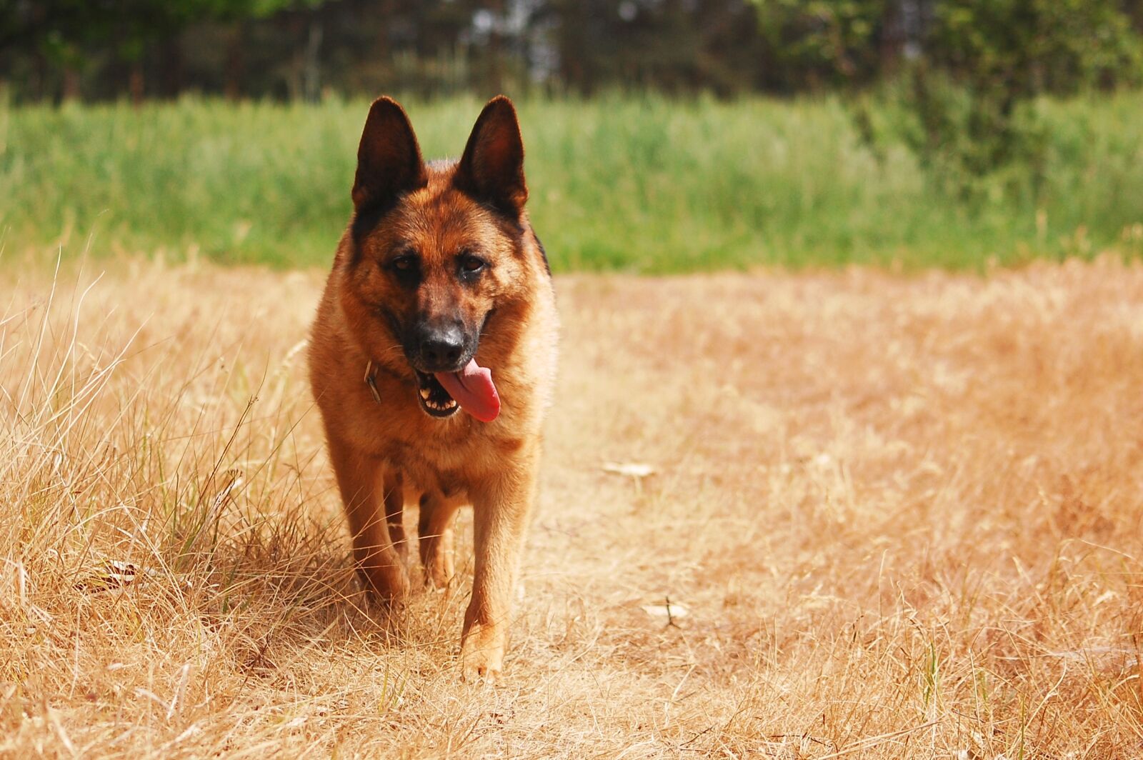 Nikon D40 sample photo. Dog, german shepherd, black photography