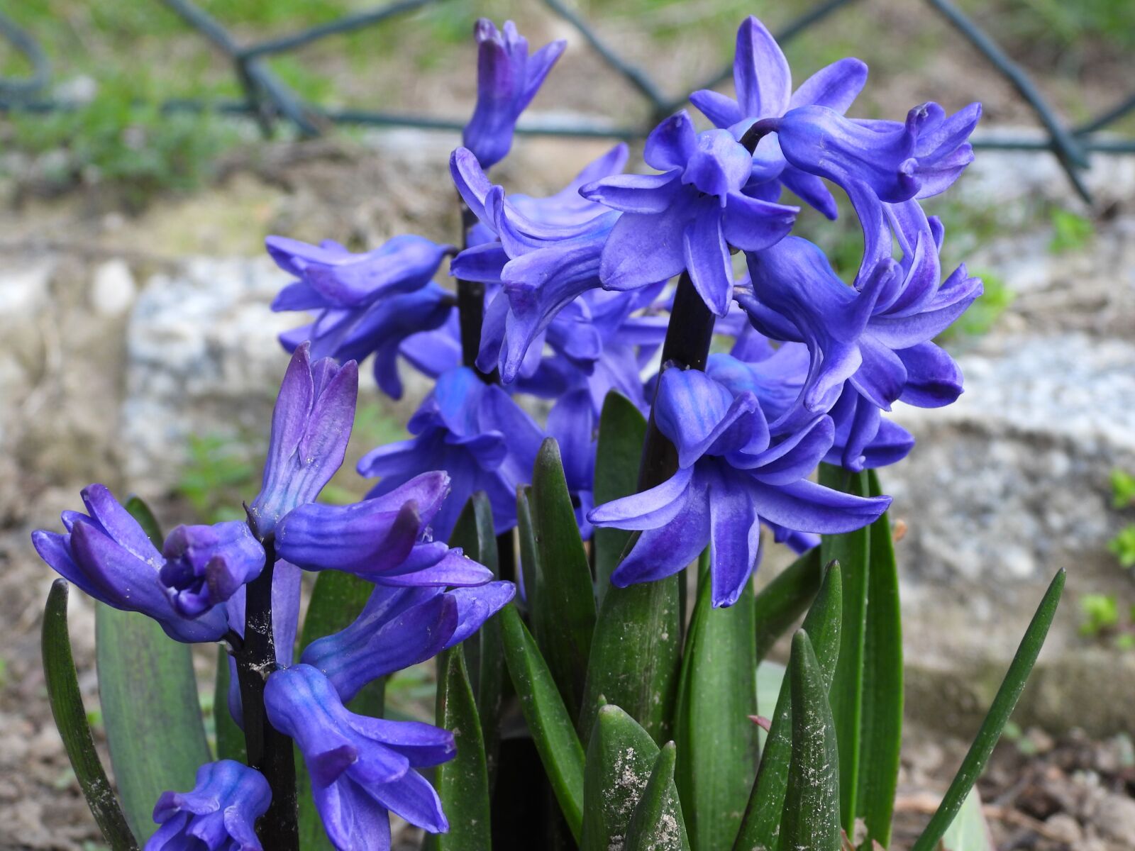 Nikon Coolpix P1000 sample photo. Hyacinth, blue, flower photography