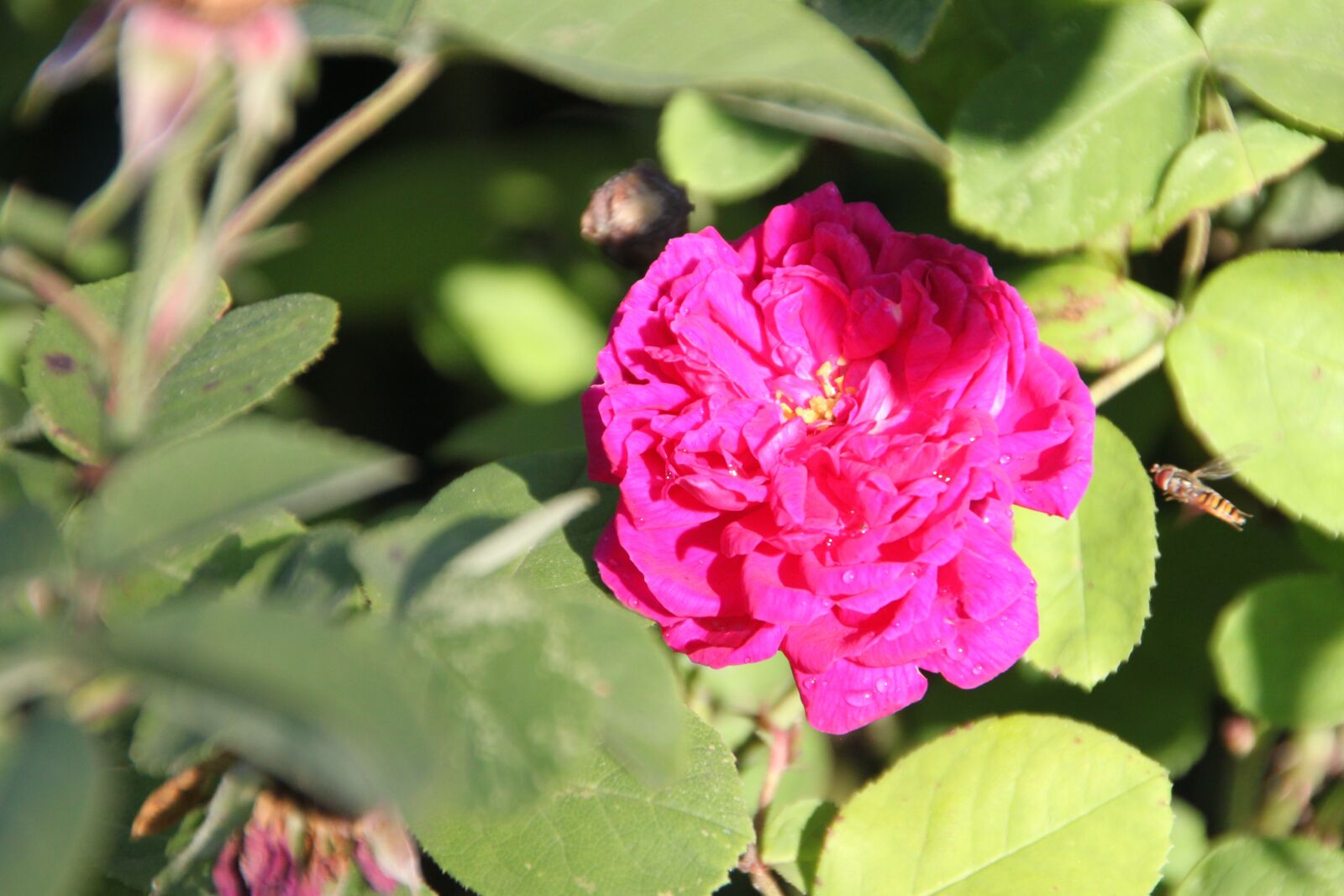 Canon EOS 500D (EOS Rebel T1i / EOS Kiss X3) sample photo. Rose bloom, blossom, bloom photography