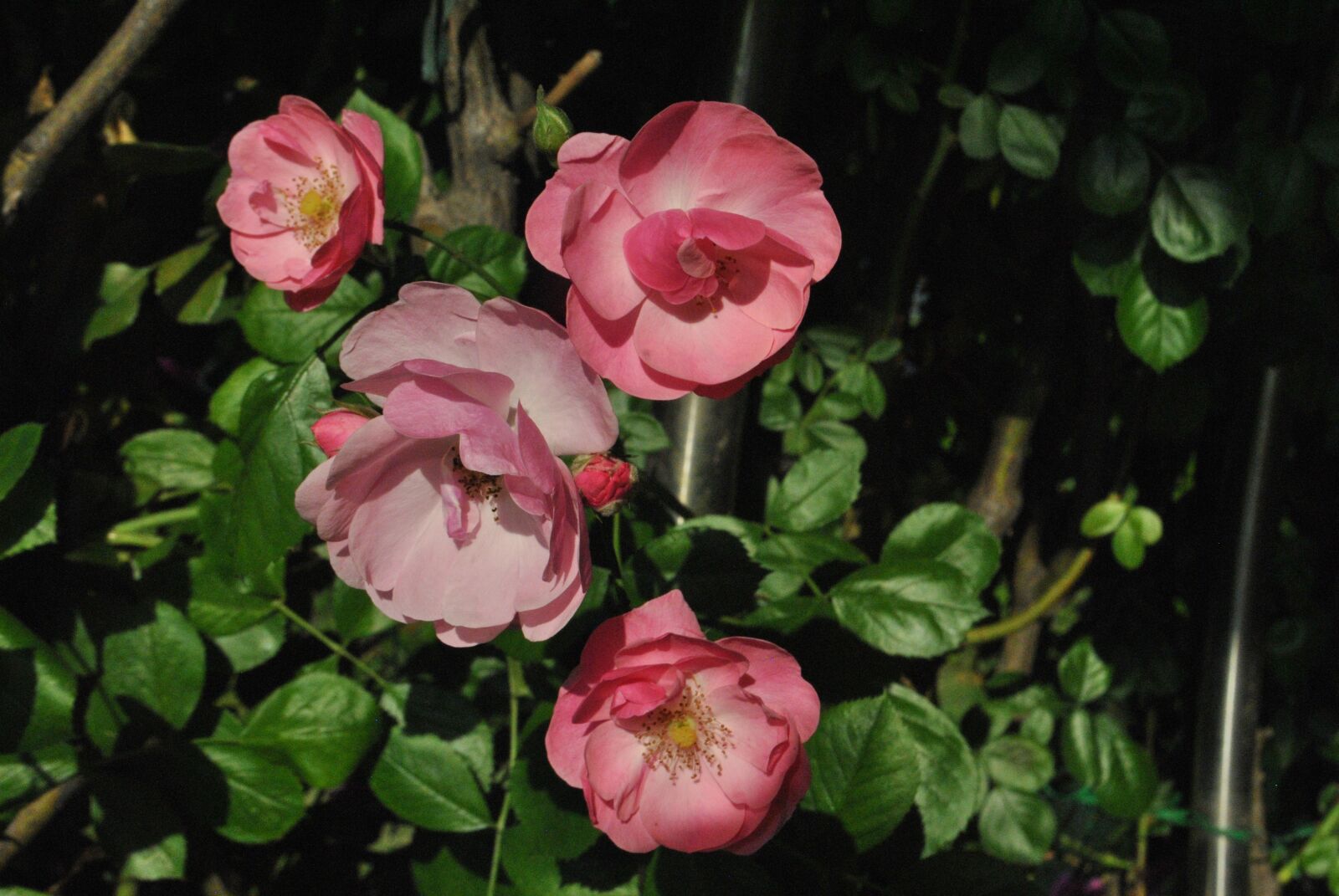 Nikon D3000 sample photo. Beautiful, rose, pink photography