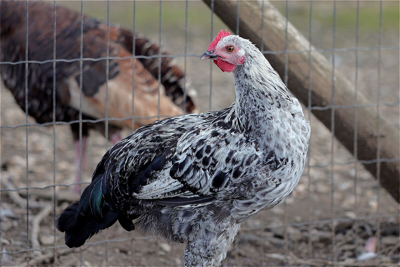 Canon EF 70-300 F4-5.6 IS II USM sample photo. Chicken, mr, poultry photography