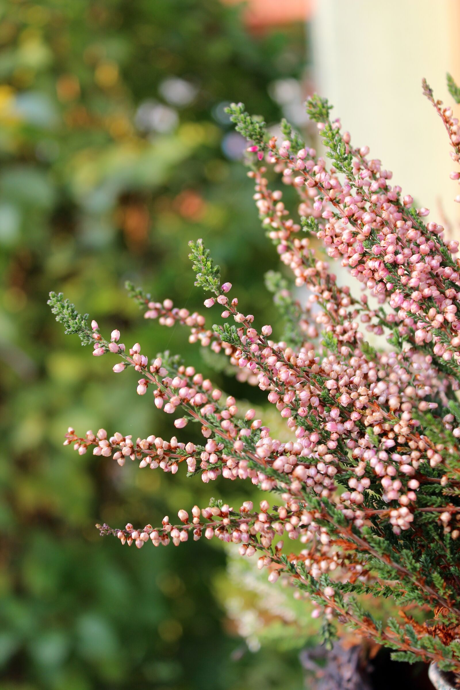 Canon EOS 600D (Rebel EOS T3i / EOS Kiss X5) sample photo. Heather, flower photography