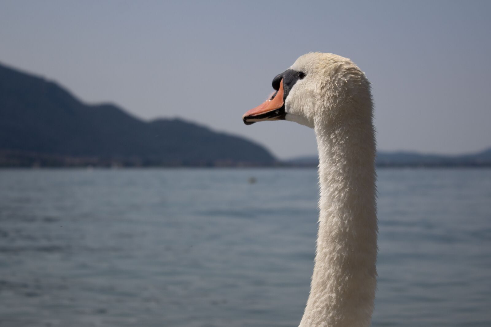 Canon EOS 1300D (EOS Rebel T6 / EOS Kiss X80) sample photo. Swan, lake, nature photography