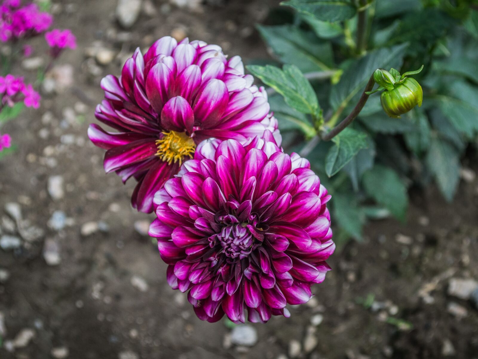 Nikon D3100 sample photo. Flowers, garden, flower photography