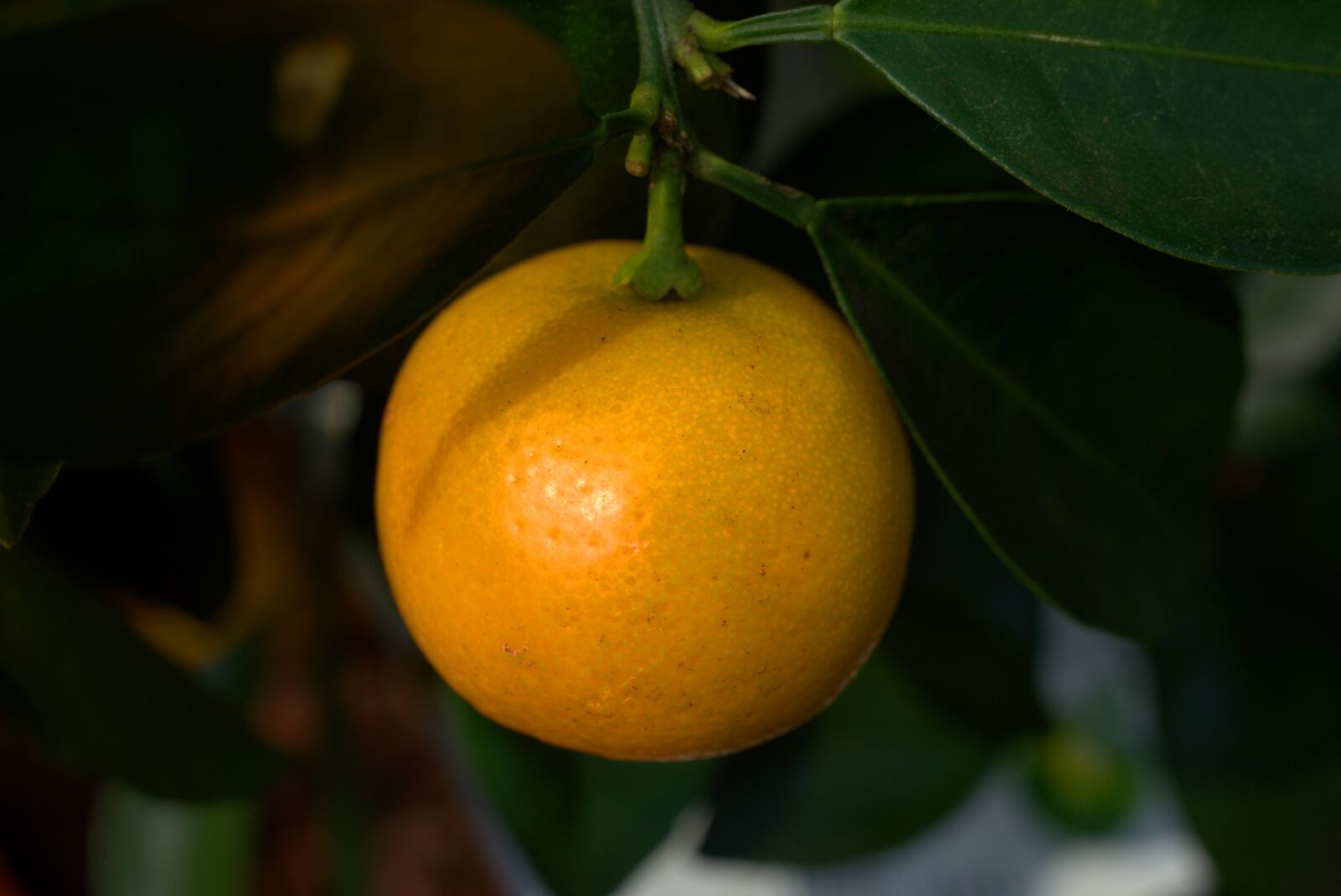 Sony a7 II + Sony FE 50mm F2.8 Macro sample photo. Orange, bio, citrus fruit photography