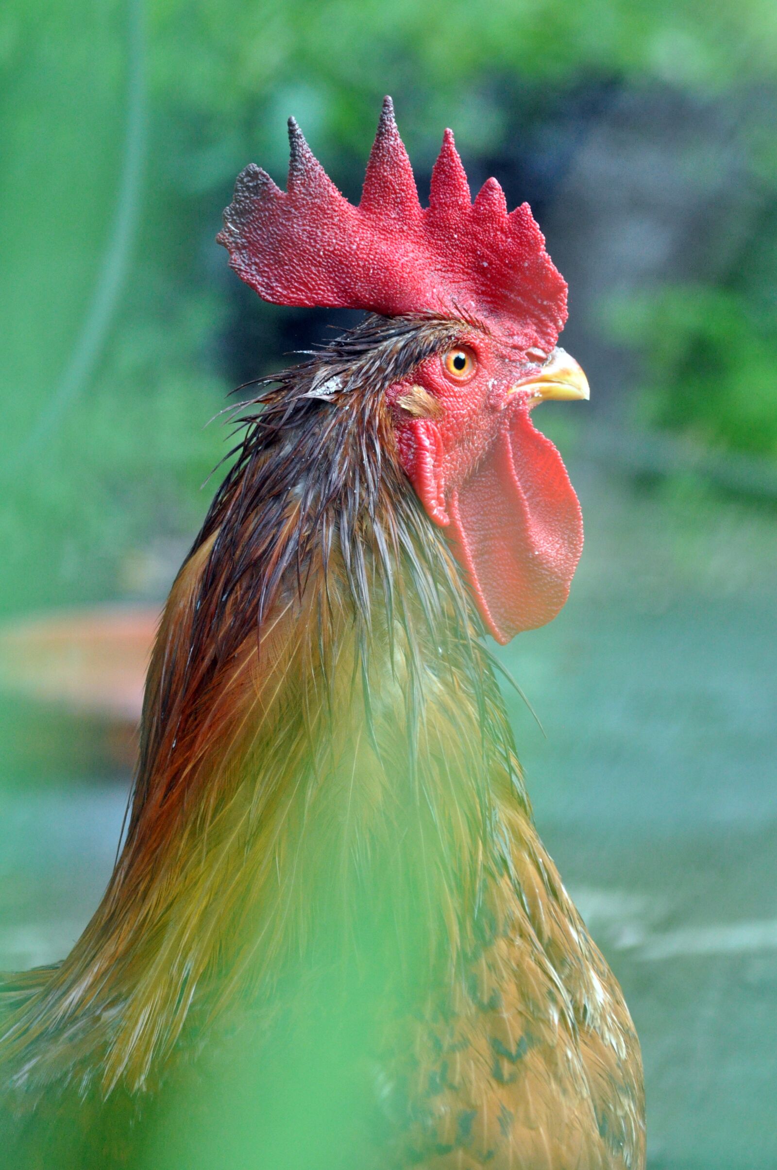 Nikon D5000 sample photo. Animal, gallo, ranch photography