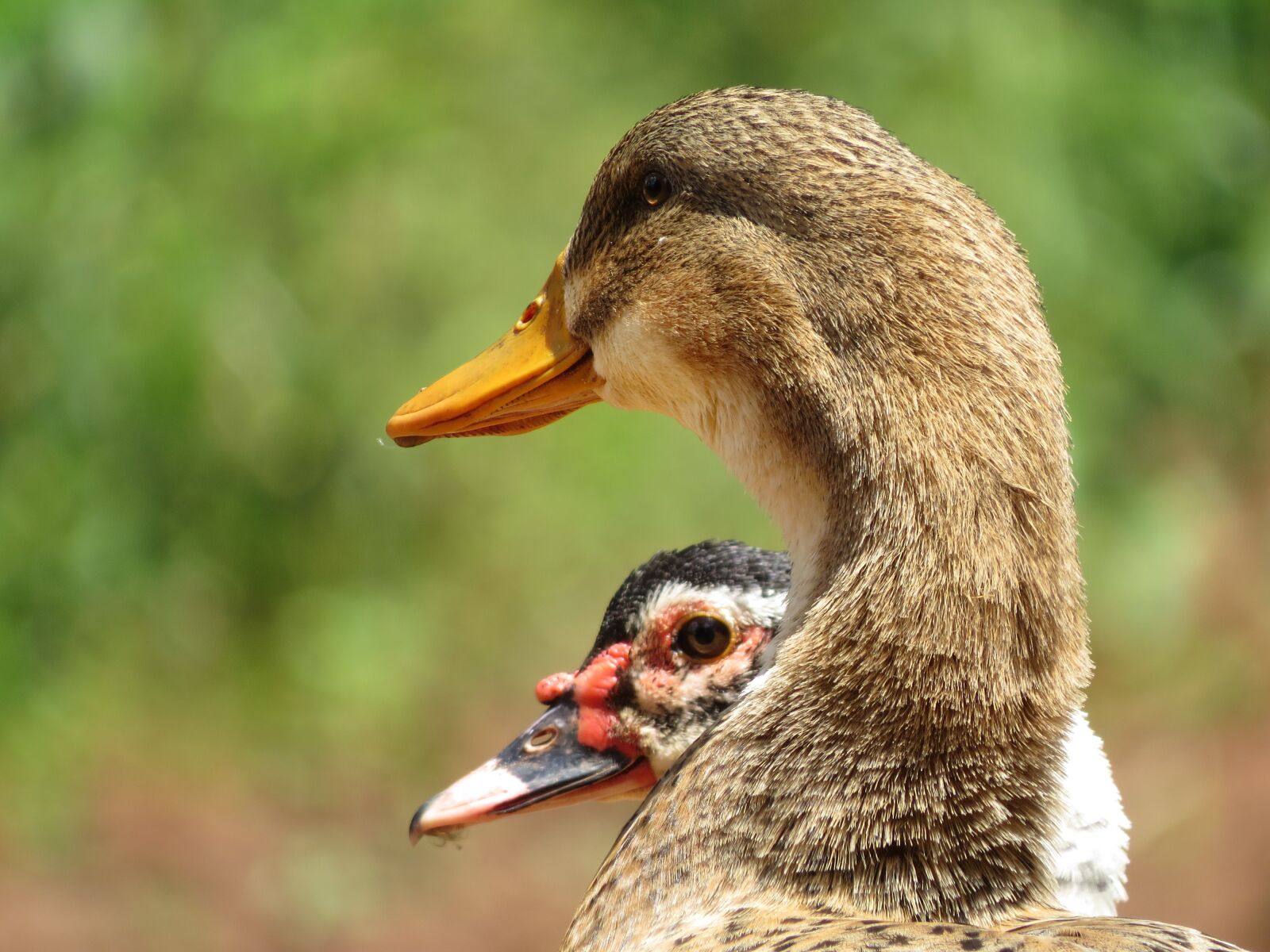 Canon PowerShot SX50 HS sample photo. Goose, duck, bird photography
