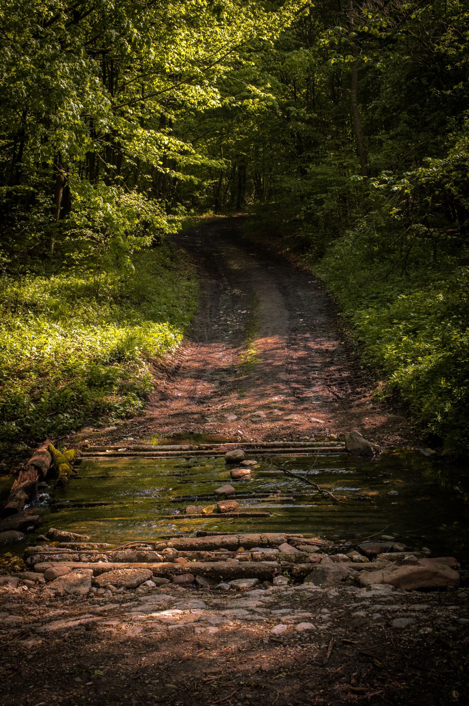 Nikon D3200 sample photo. Forest, pilis, spring photography